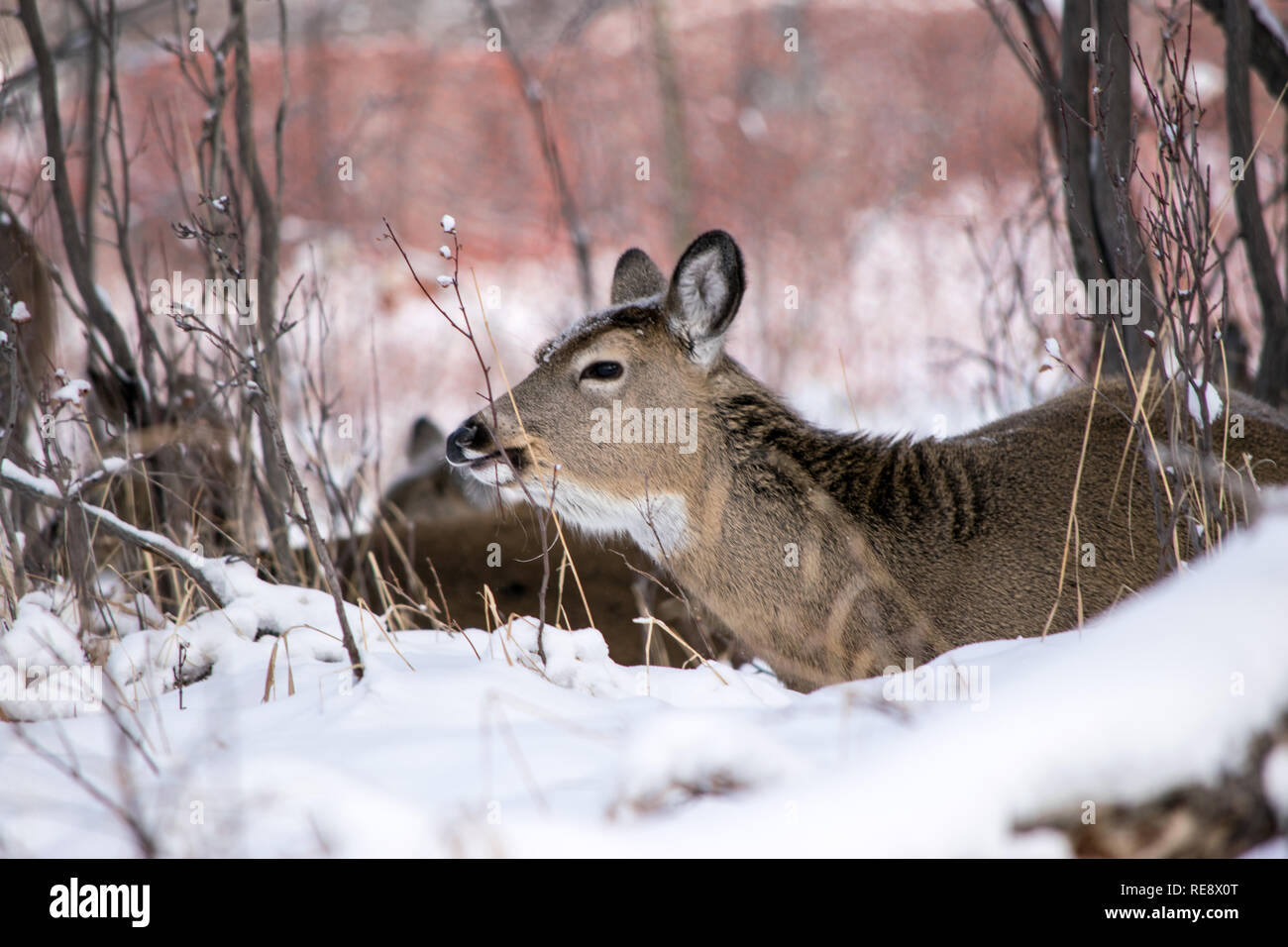 About 20 deer huddled in a hollow trying to keep warm from the freezing