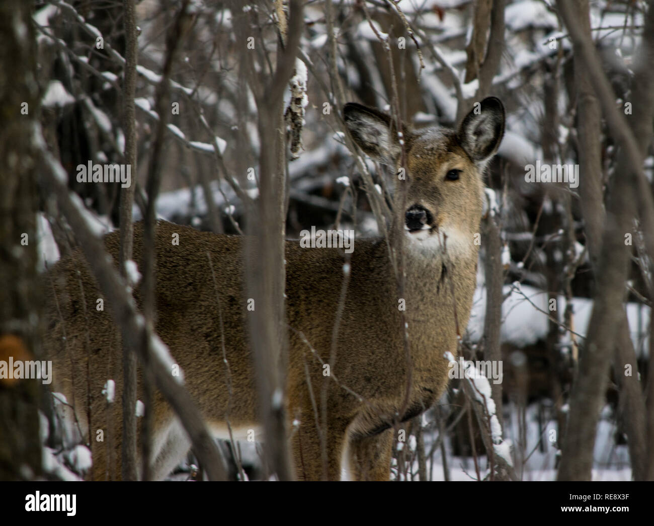 About 20 deer huddled in a hollow trying to keep warm from the freezing