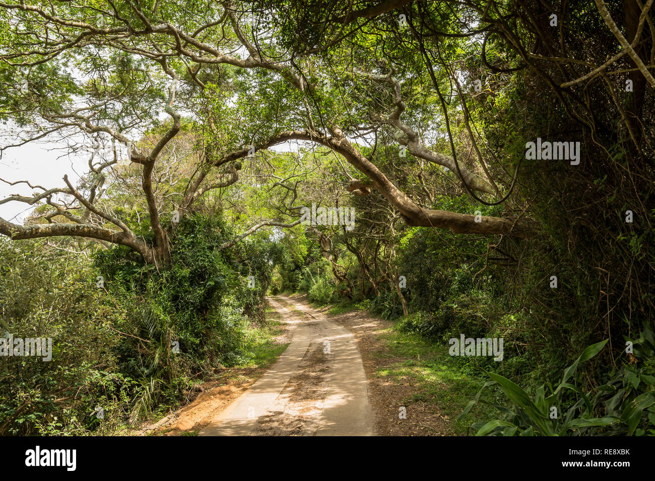 In the jungle of St. Lucia wetlands park Stock Photo