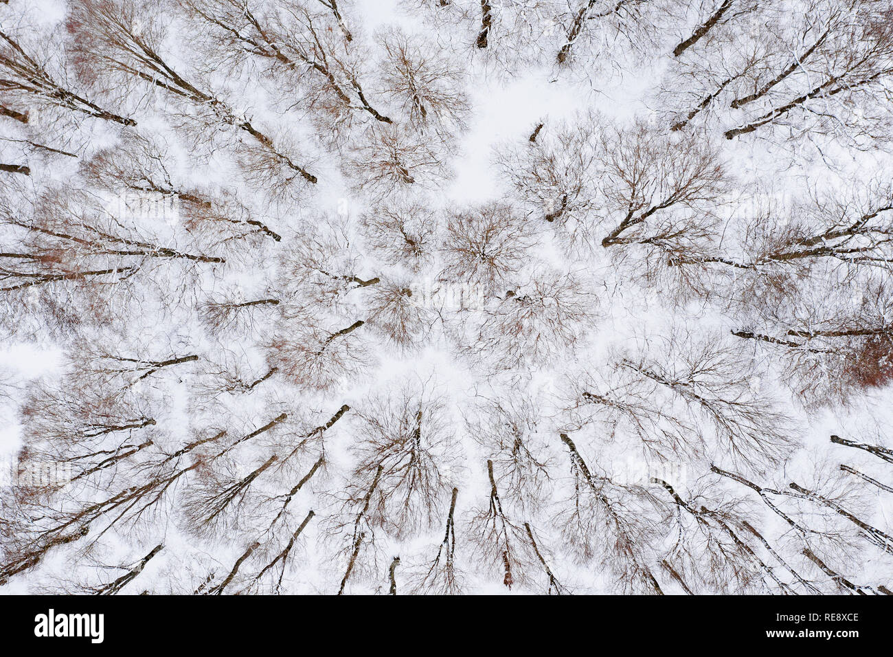 Aerial view snowy pine trees hi-res stock photography and images - Alamy