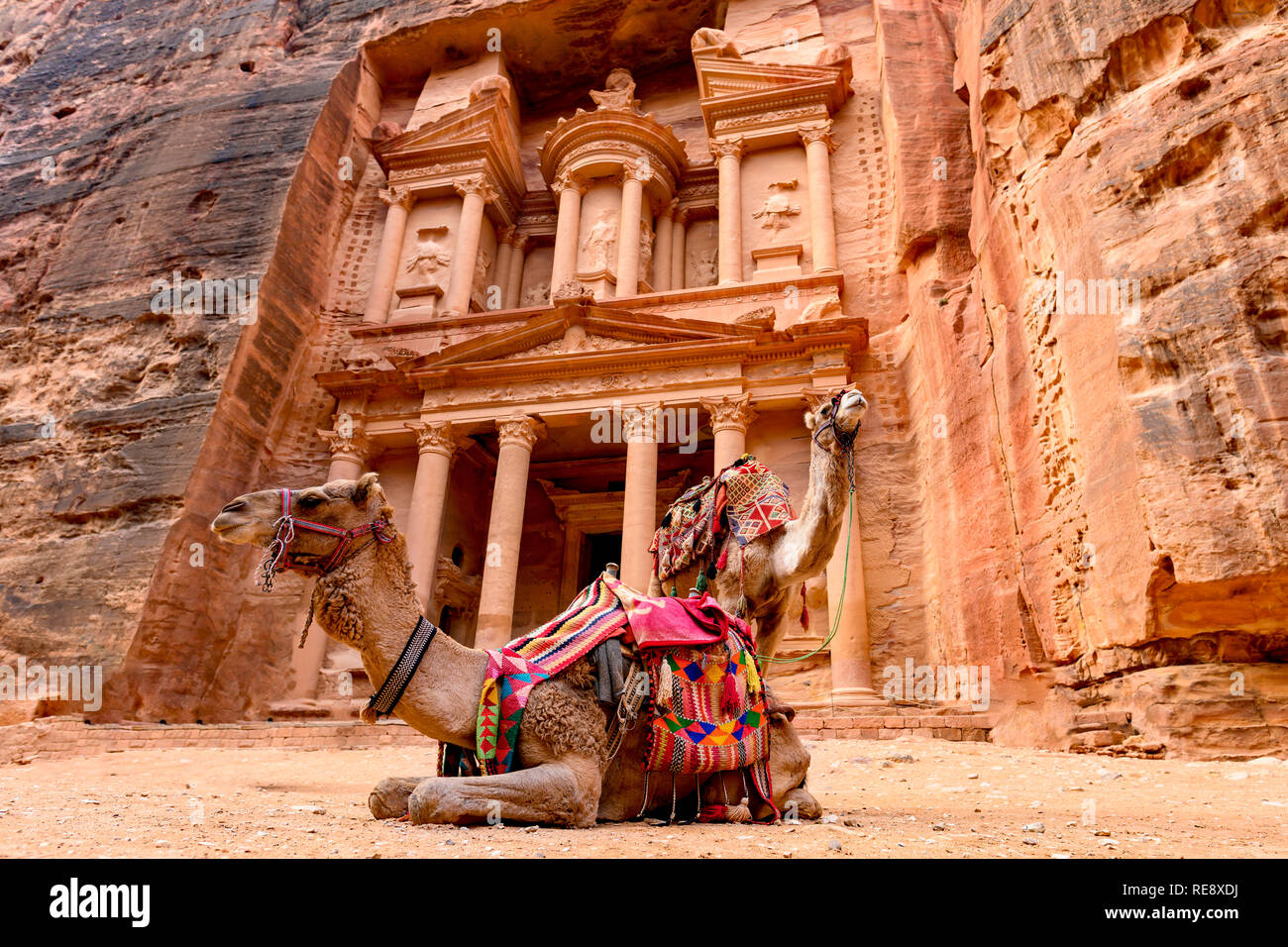 Spectacular view of two beautiful camels in front of Al Khazneh (The Treasury) at Petra. Stock Photo