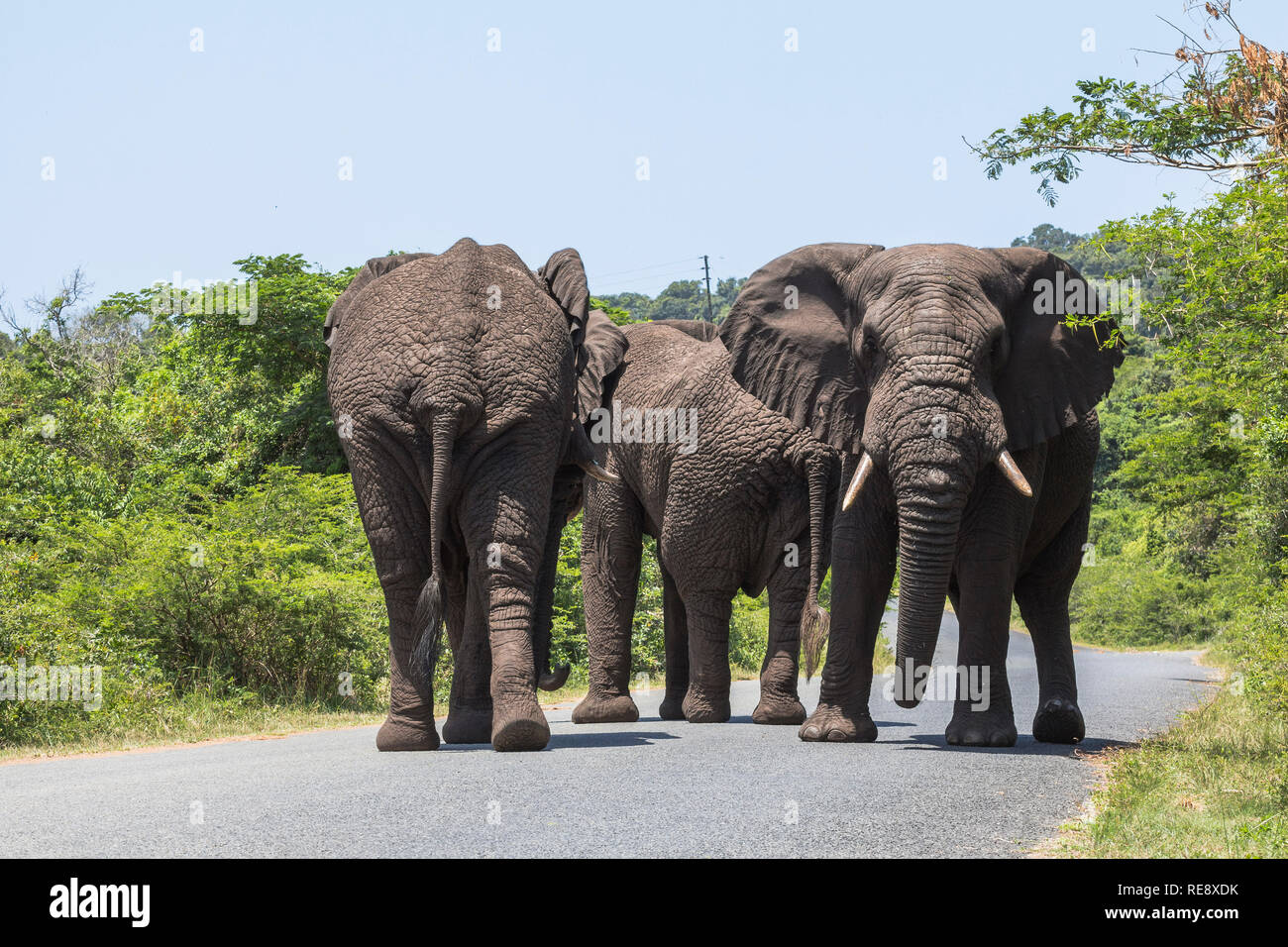 Big elephants walking on street in St. Lucia wetlands park Stock Photo