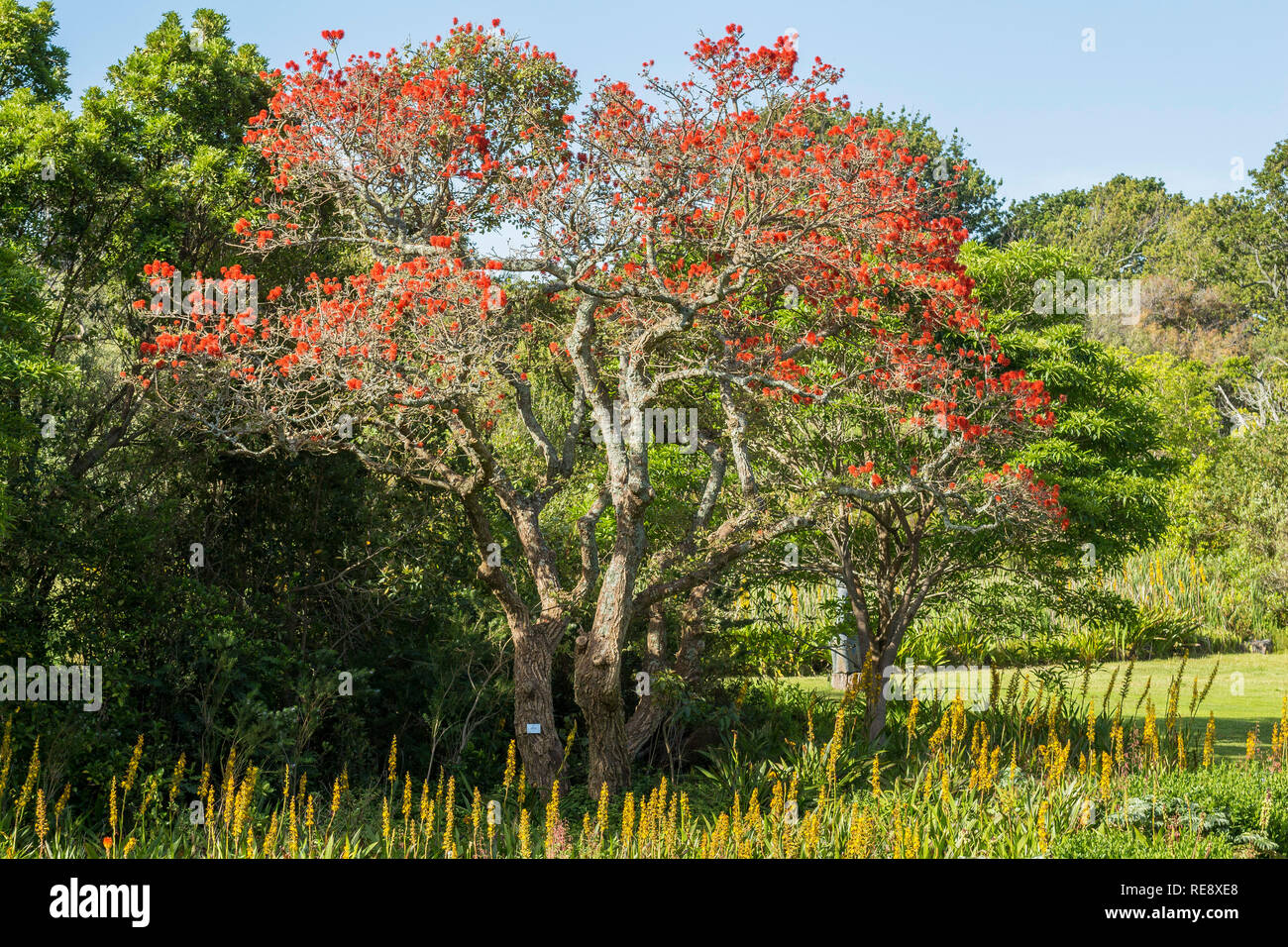 Beautiful red leaves tree in Kirstenbosch botanical Garden - Cape Town Stock Photo