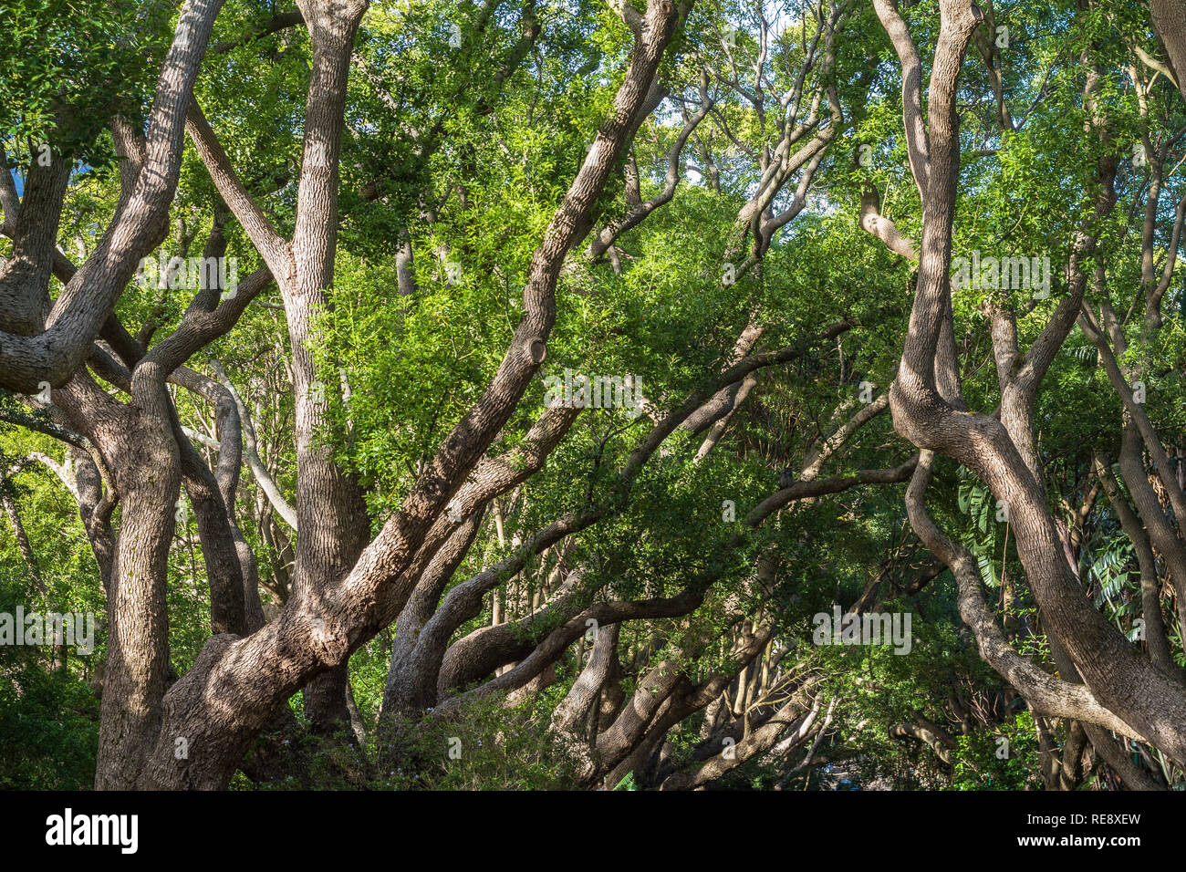 Beautiful trees in Kirstenbosch Garden of Cape Town Stock Photo Alamy