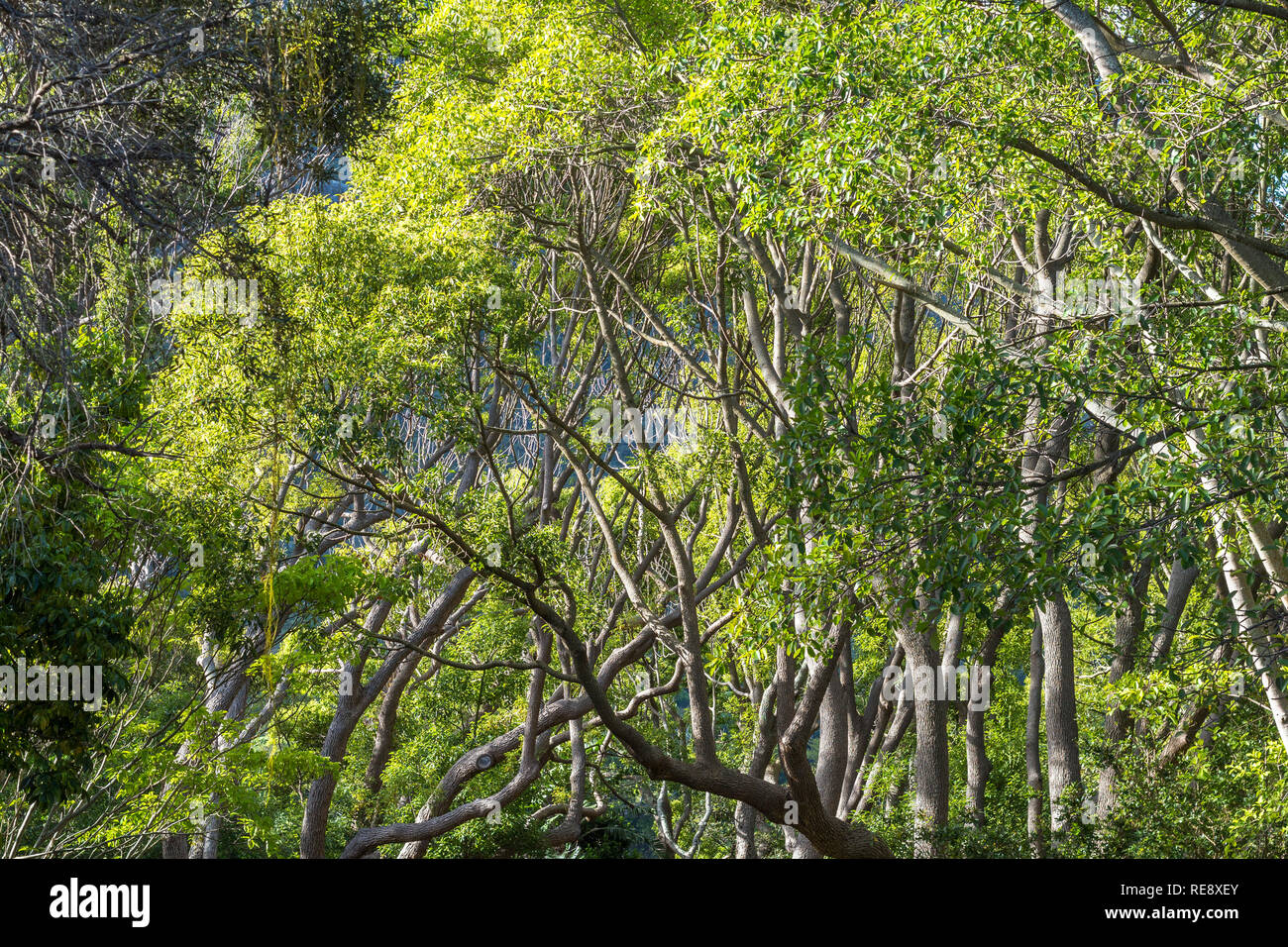 Beautiful trees in Kirstenbosch Garden of Cape Town Stock Photo Alamy