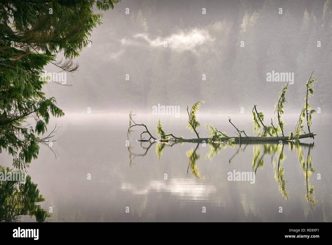 Sasamat Lake, British Columbia. Sunshine and mist on Sasamat Lake in Port Moody, British Columbia. Stock Photo