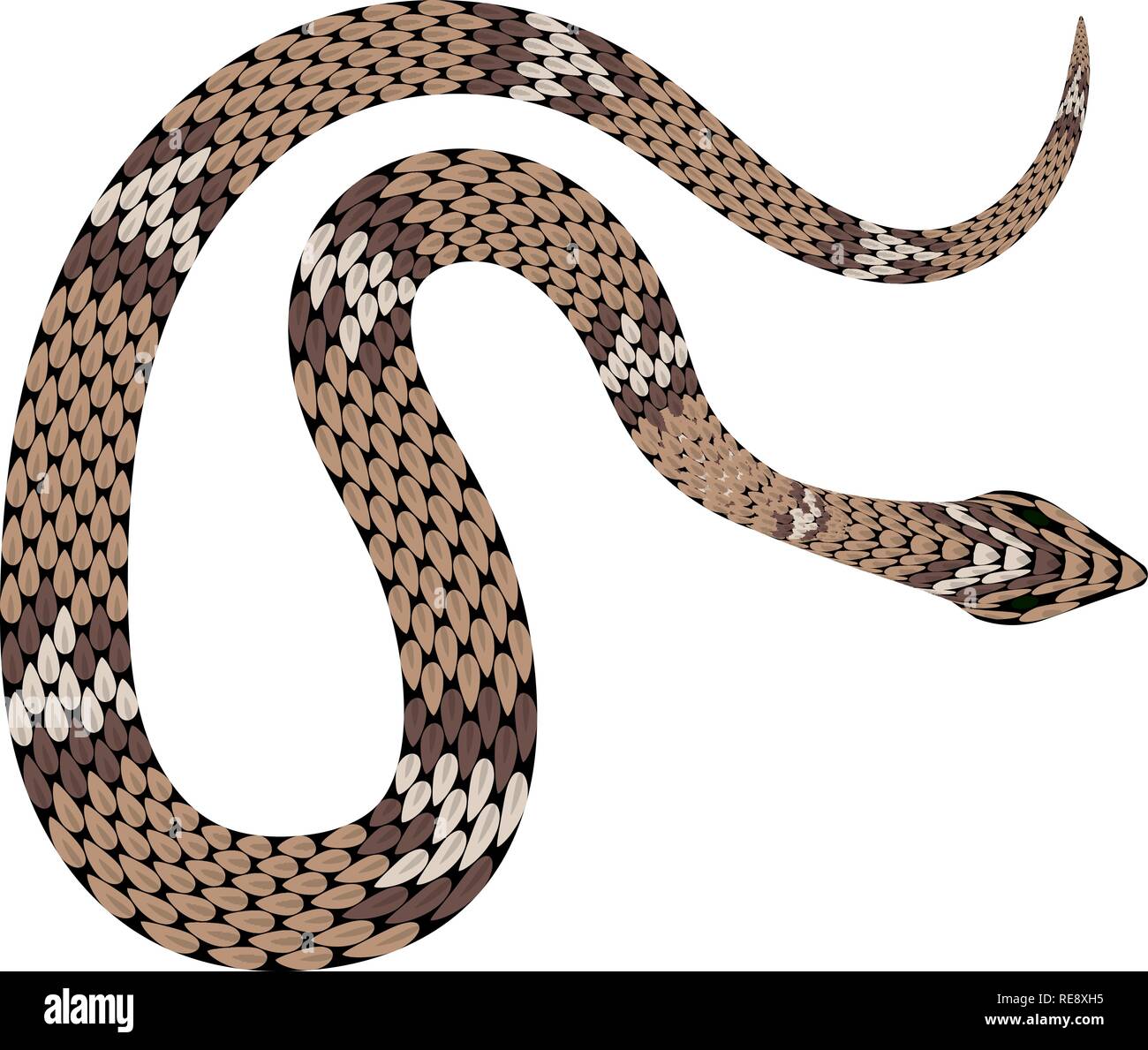 Brown python vector illustration. Isolated tropical snake on white ...