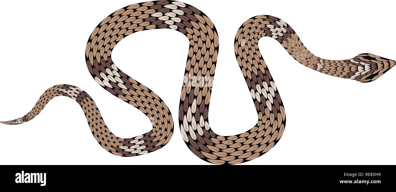 Brown python vector illustration. Isolated tropical snake on white ...