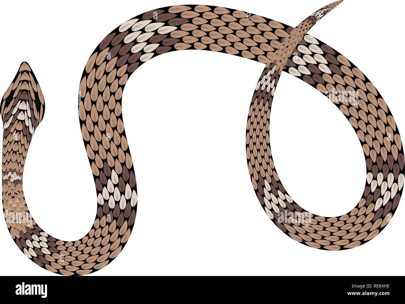 Brown python vector illustration. Isolated tropical snake on white ...