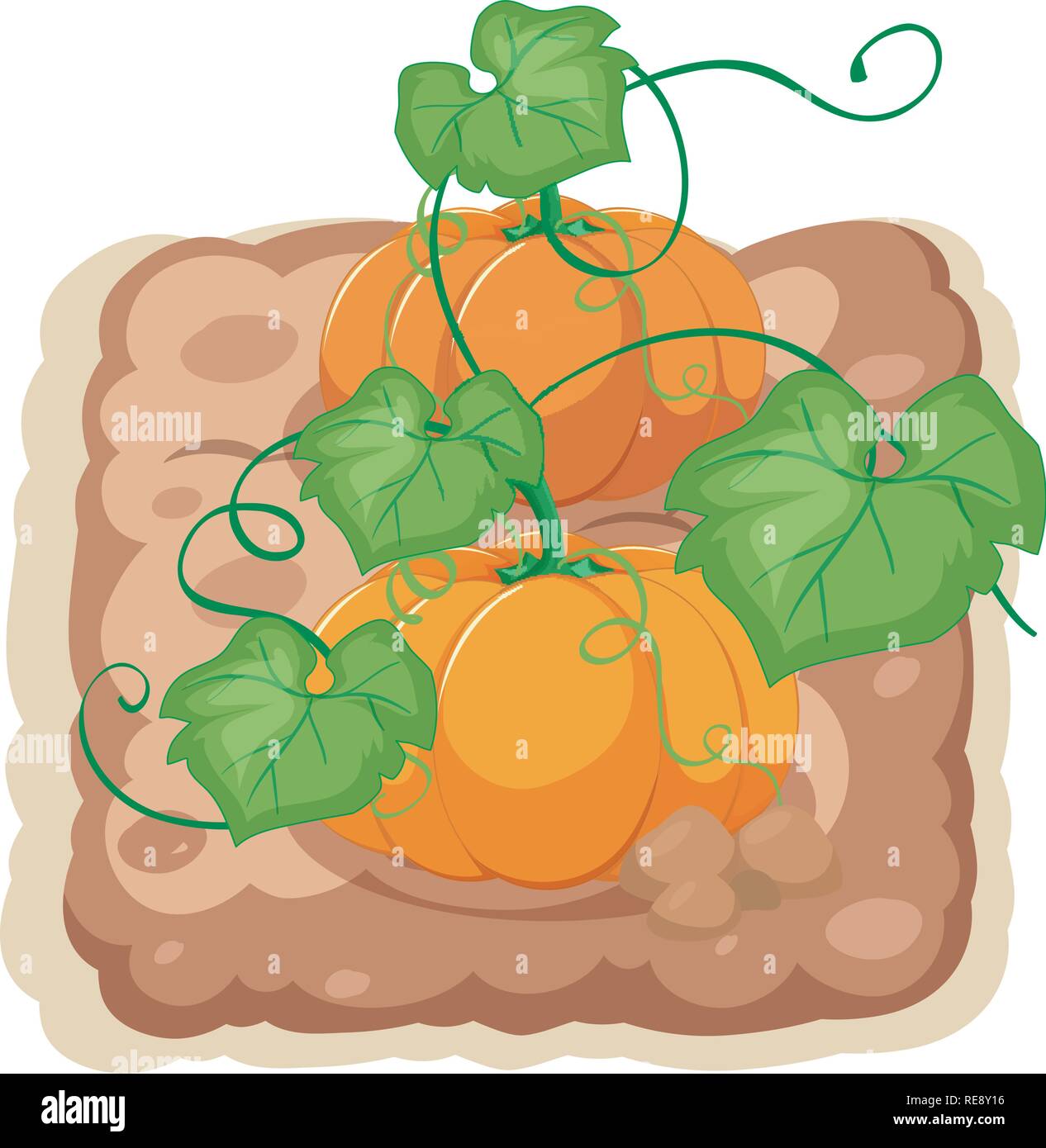 Pumpkin plant vine leaf Stock Vector Images - Alamy