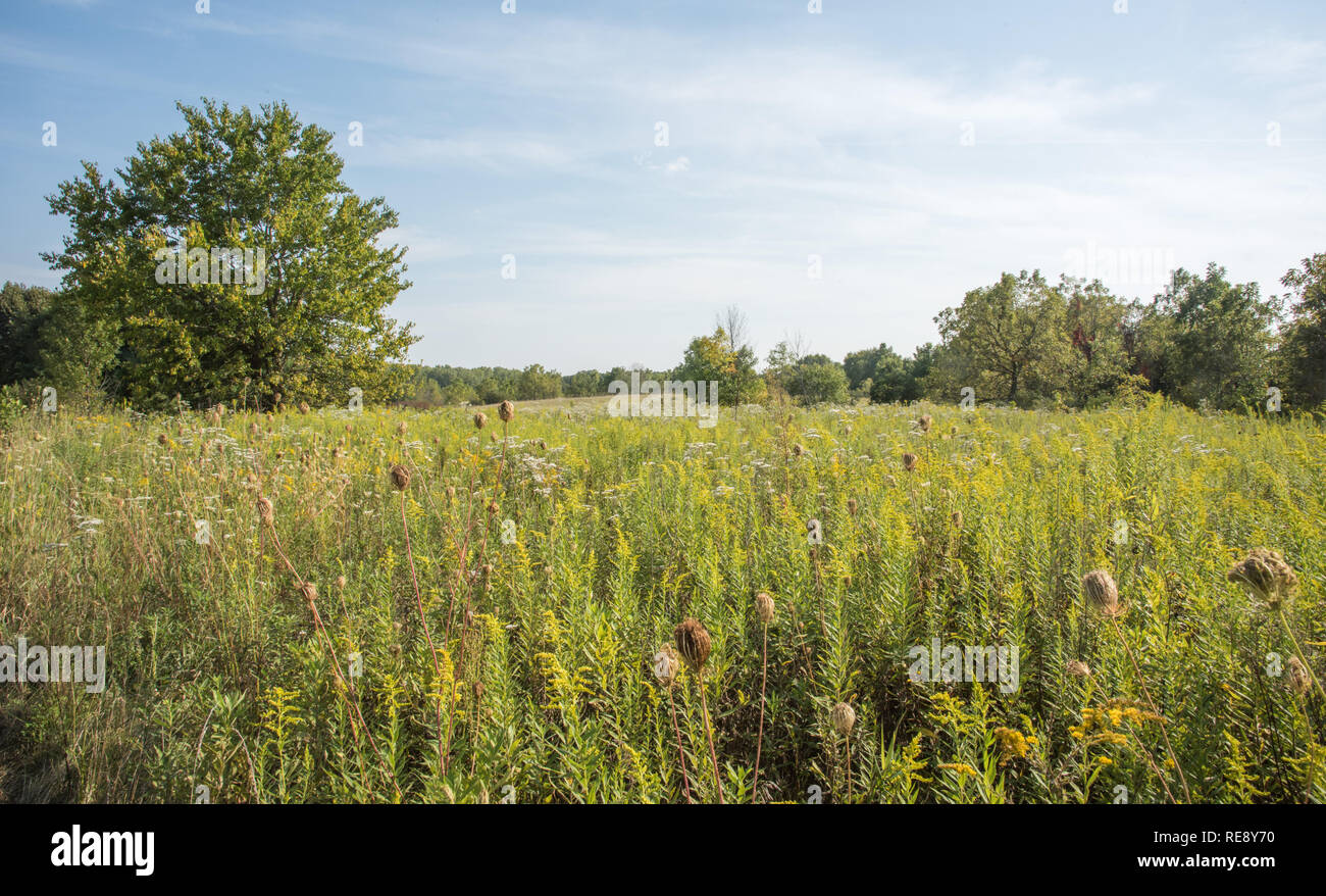Yellow wildflowers growing in natural prairie at McDowell Grove Forest