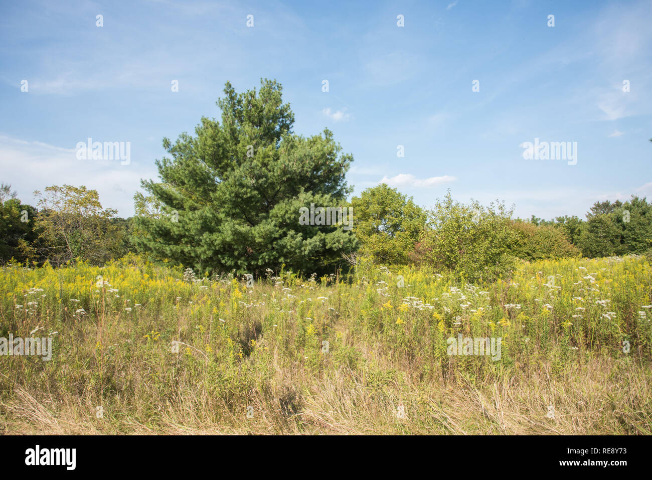 Yellow wildflowers growing in natural prairie at McDowell Grove Forest