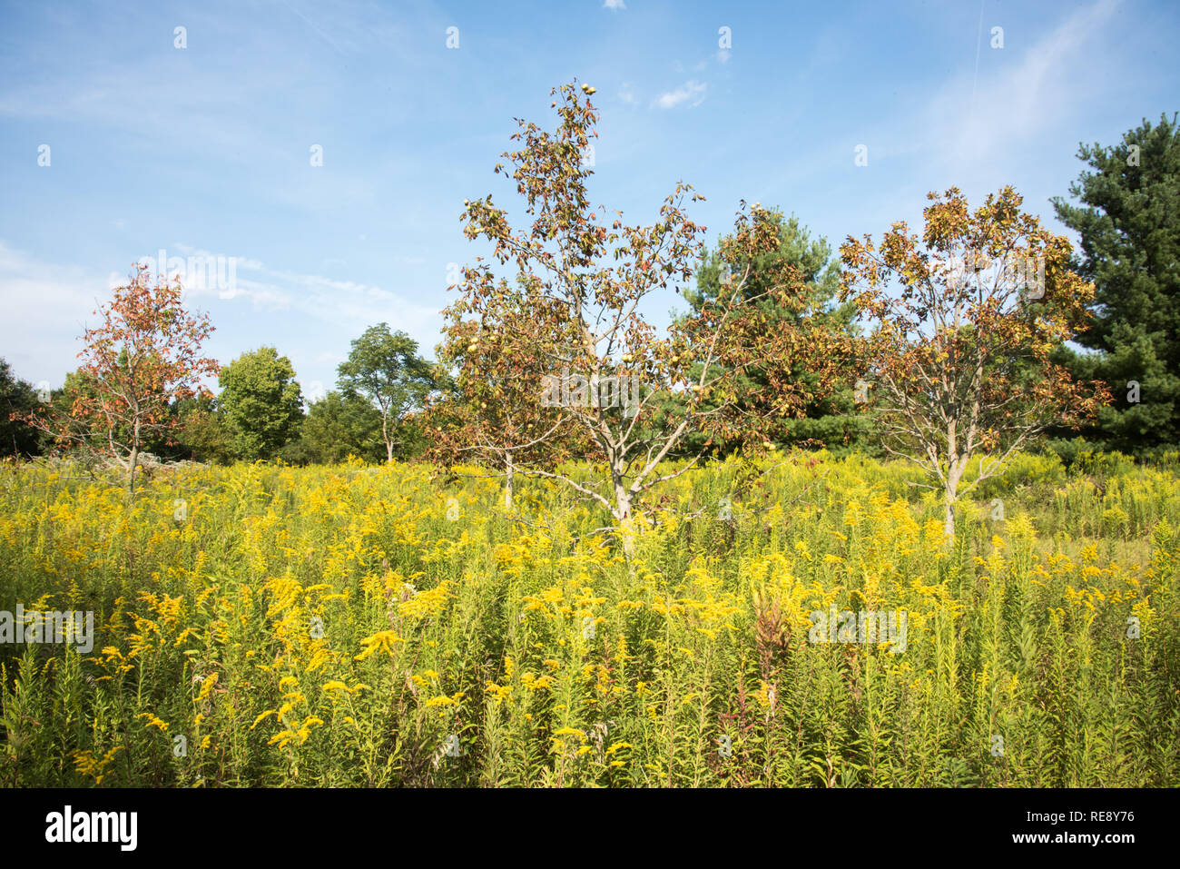 Yellow wildflowers growing in natural prairie at McDowell Grove Forest
