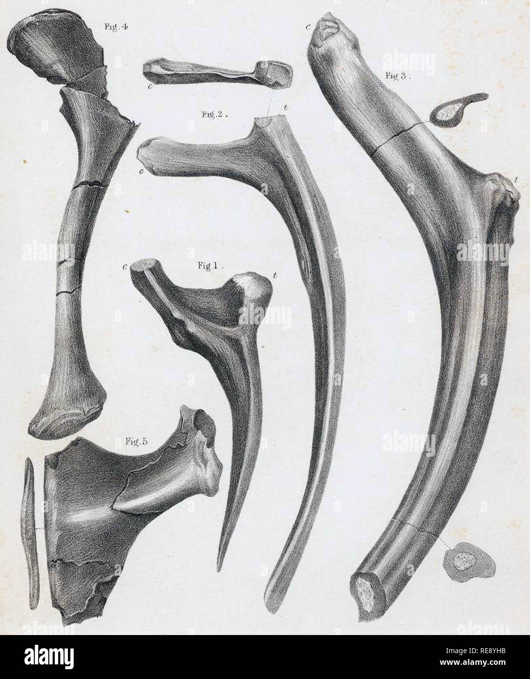 Ribs and pelvic elements. The left rib fragment shows a healed fracture at the underside of the base of the capitulum. Work from the 1800s drawn by J. Erxleben Stock Photo