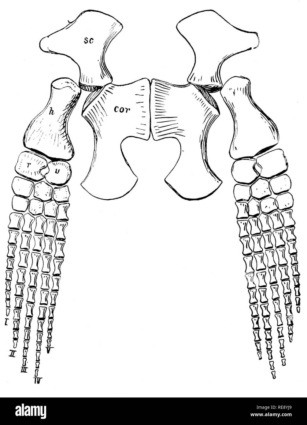 Girdle Historical High Resolution Stock Photography and Images Alamy