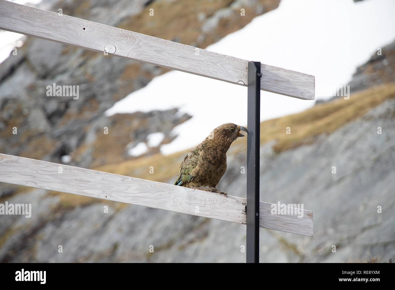 Curious Kea, South Island, New Zealand Stock Photo