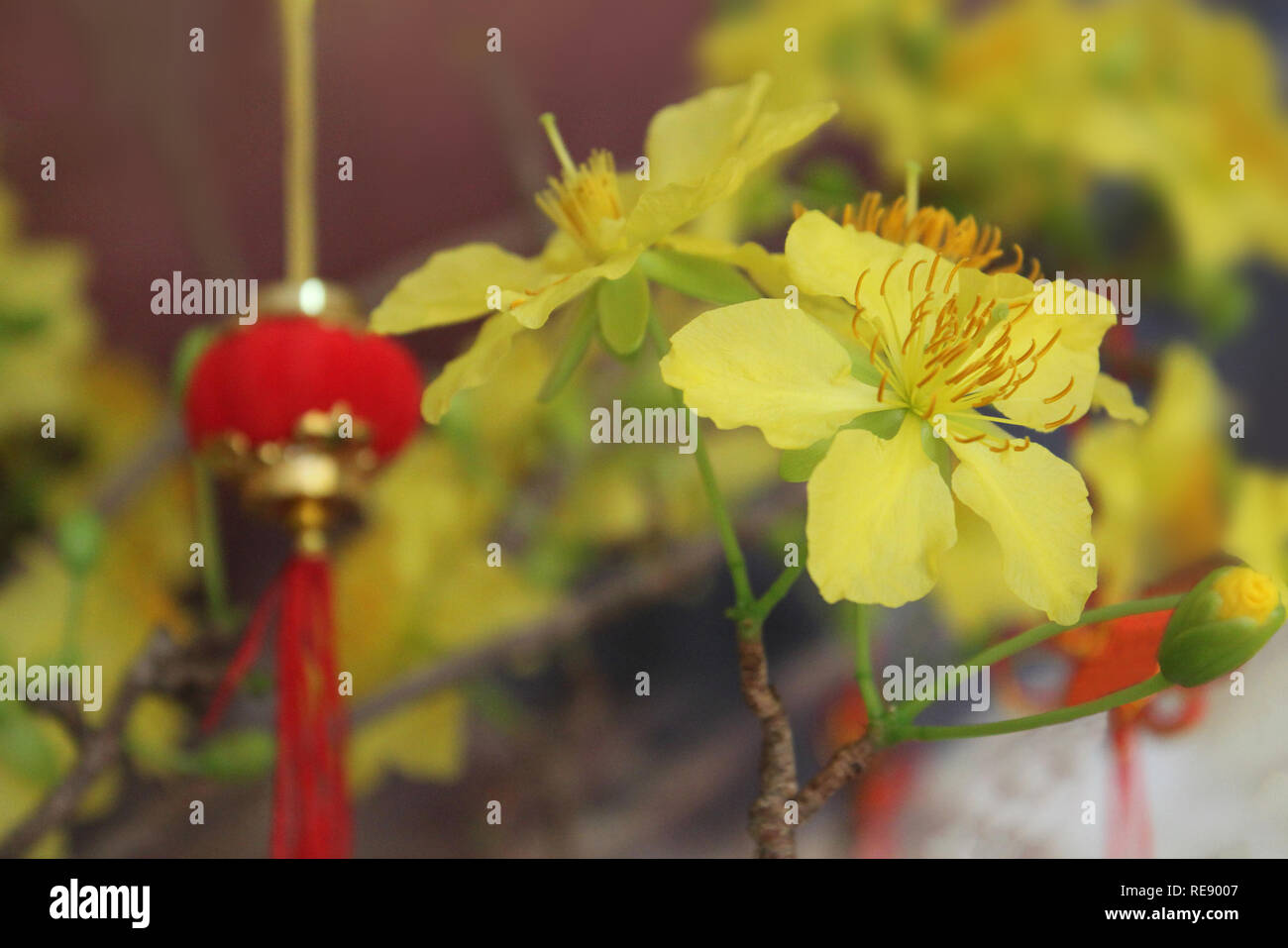 The soft focus of Vietnamese Mickey Mouse Plant, Ochna integerrima,Ochnnaceae, flower with blurred the lanterns Chinese New Year. Stock Photo