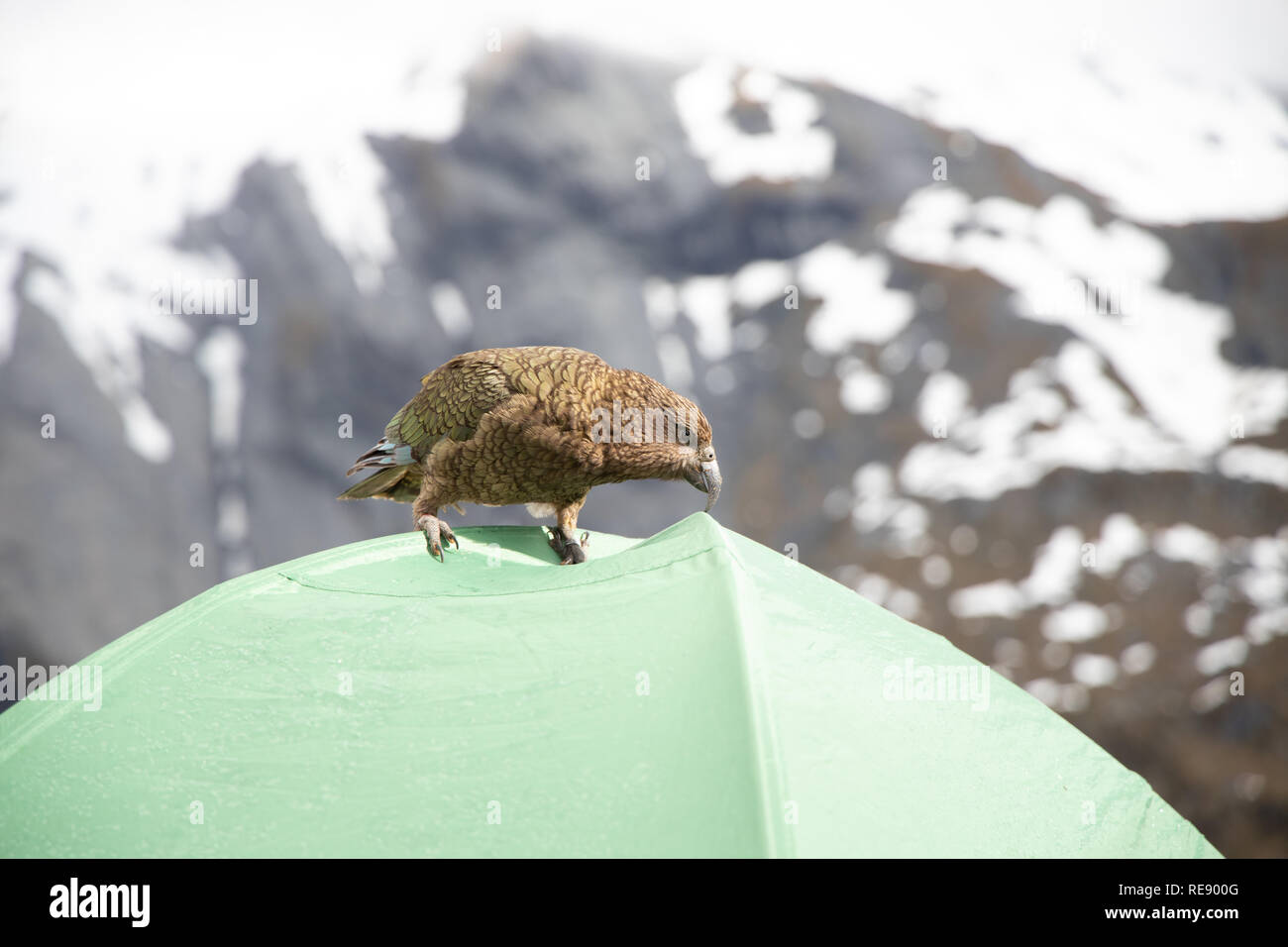 Cheeky Kea (Nestor notabilis) inspecting a hikers tent in New Zealand Stock Photo