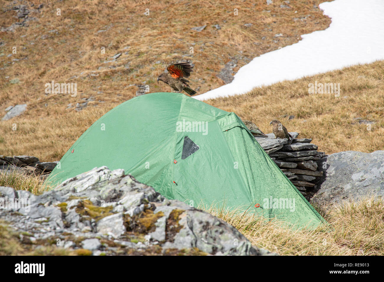 Cheeky Kea (Nestor notabilis) inspecting a hikers tent in New Zealand Stock Photo