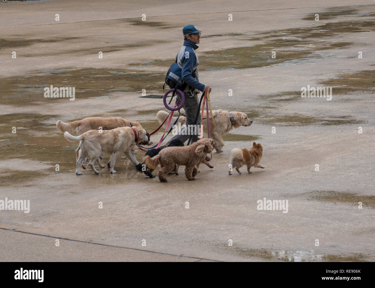 Professional dog walker walking lots of dogs hires stock photography