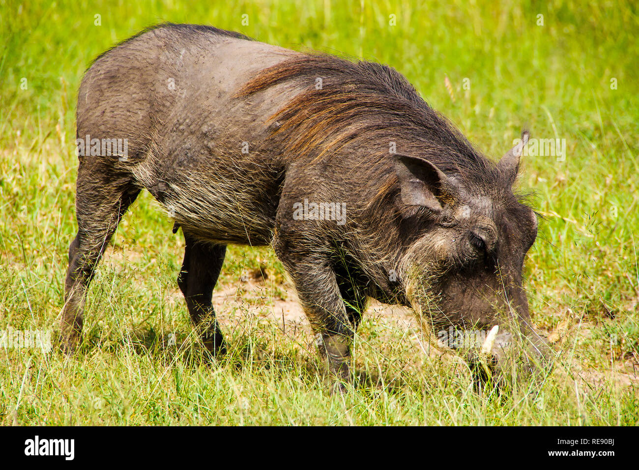 Central African warthog (Phacochoerus africanus massaicus) feeding in african bush Stock Photo