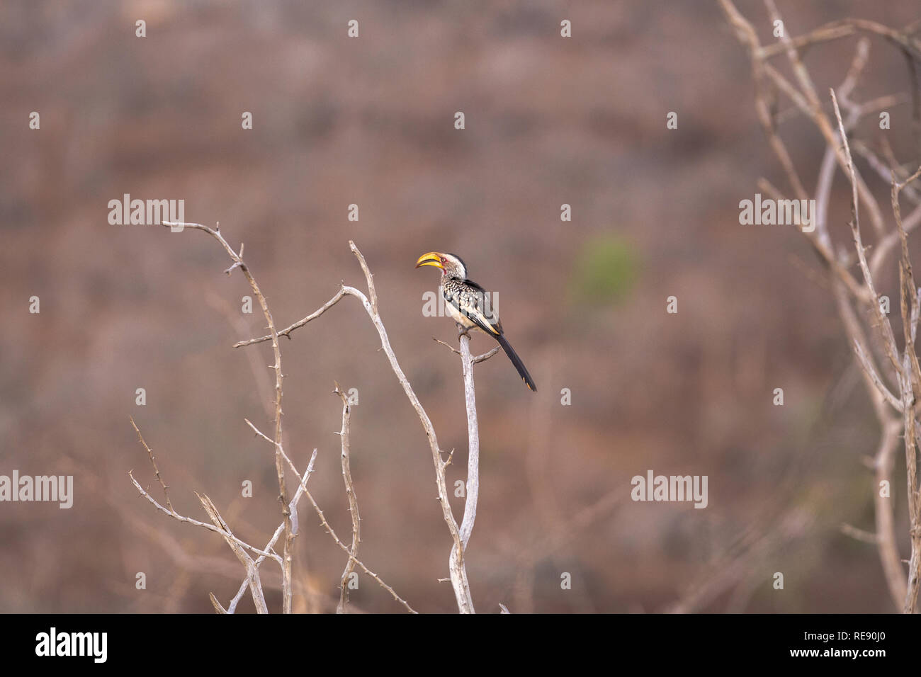 image of a southern yellow-billed hornbill perched on a branch Stock Photo