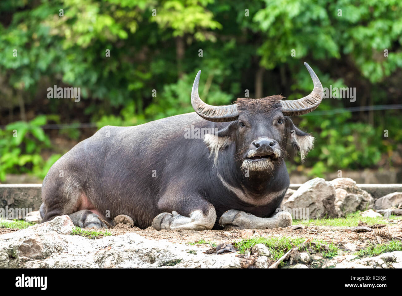 Buffalo teeth hires stock photography and images Alamy