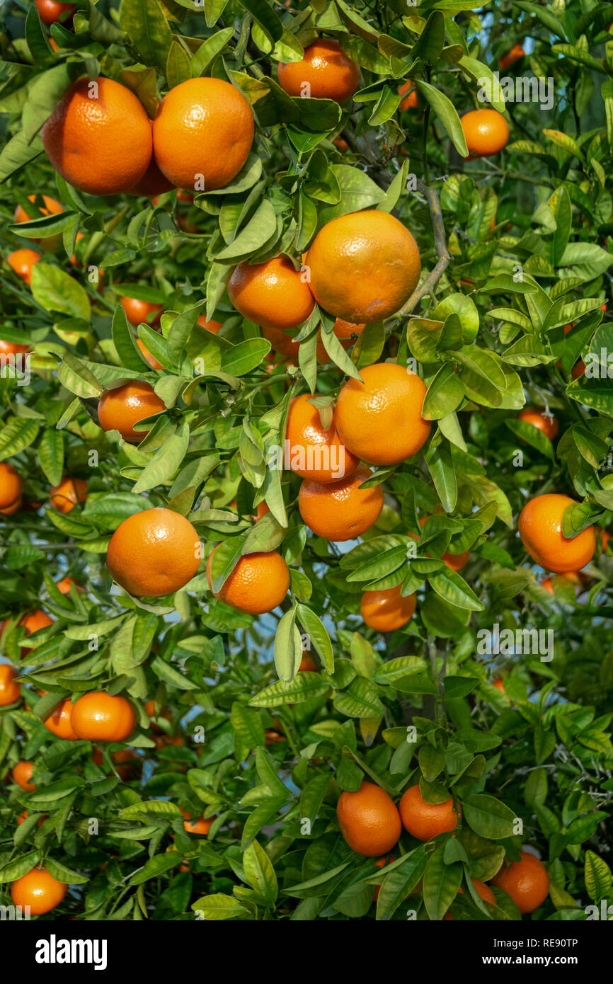 Ripe oranges on orange tree Stock Photo