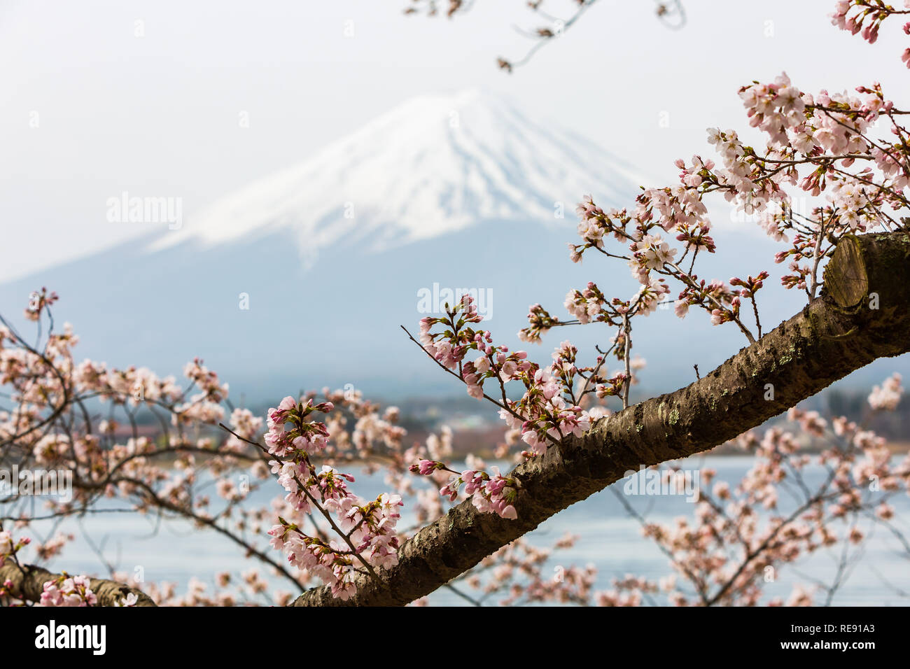 Cherry Blossom With Mount Fuji At Lake Kawaguchiko Background
