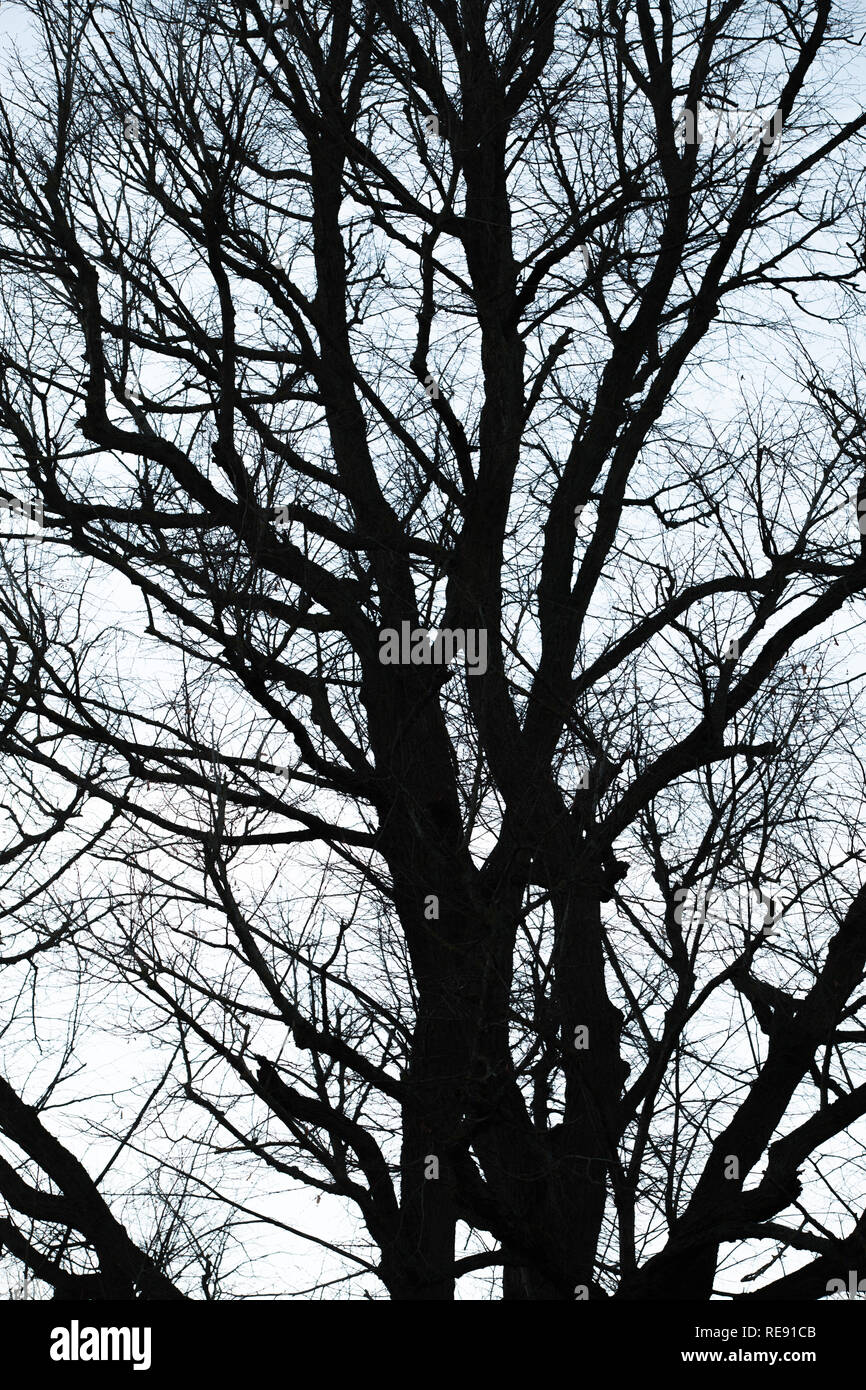 Black silhouette tree hi-res stock photography and images - Alamy