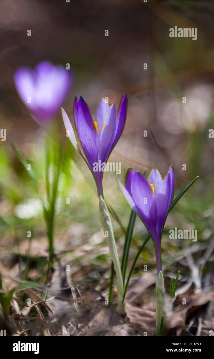 Blooming Blue Crocuses Crocus Veluchensis In The High Mountains In Early Spring Spring Background Spring Flowers Crocus Growing In Wild Stock Photo Alamy