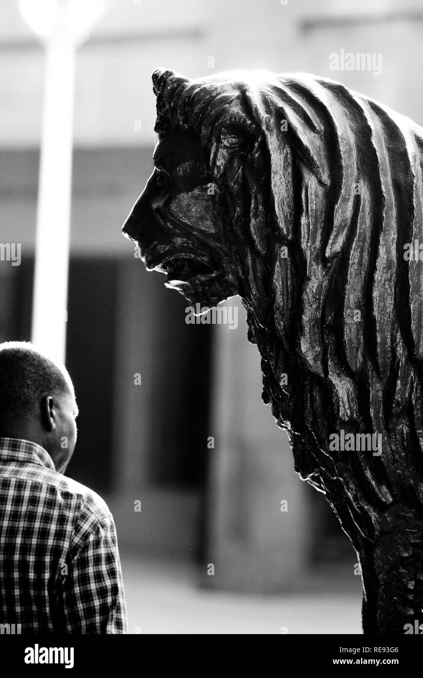 A man walks past roaring lion statue in a business district of an African city. A conceptual image man and animals. Stock Photo