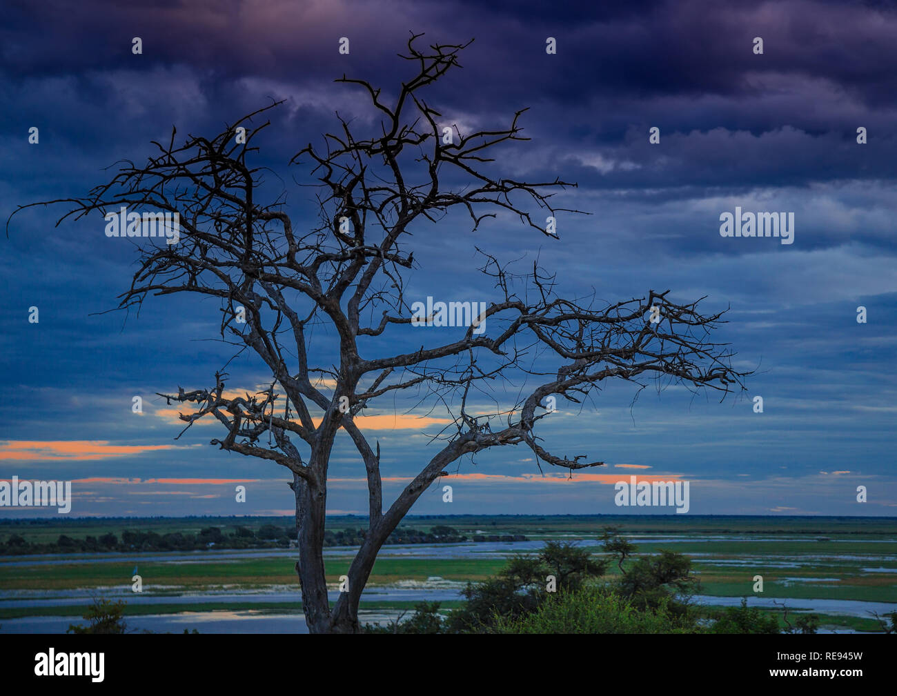 Landscape picture of the Chobe River at the Chobe National Park in Botsuana during summer Stock Photo