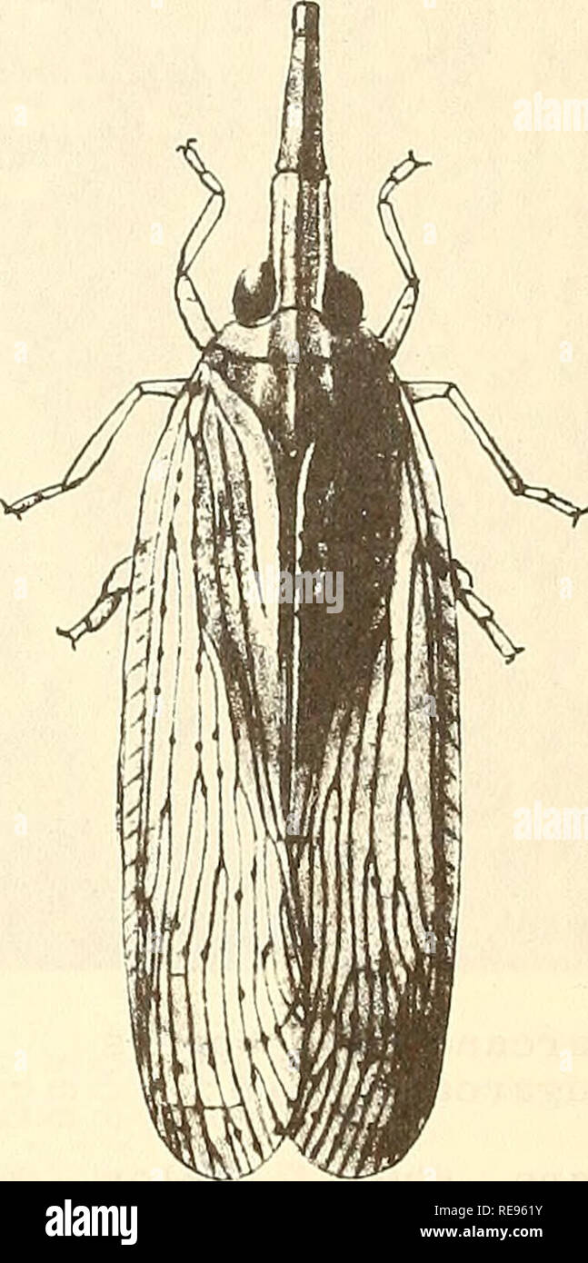 . Cooperative economic insect report. Beneficial insects; Insect pests. Male and Female of Indian Sugarcane Leafhopper (Pyrilla perpusilla (Walker)) Major References: 1. Abbas, H. M, and Hasnain, A. Z. 1958. Nat. Agr. Chem. News and Pesticide Rev. 16(4):11-12, 18 pp. 2. Aggarwala, D. 1943. The Fungus Diseases and Insect-Pests of Sugarcane, pp. 53-58, Bihar. 3. Distant, W„ L. 1906. The Fauna of British India—Rhynchota. Vol. 3. Heteroptera-Homoptera, 503 pp. 4. Fennah, R. G. 1963. Bui. Ent. Res. 53 (4) :715-735. 5. Rahman, K. A., and Nath, R. 1940. Bui. Ent. Res, 31 (2):179-190. Figures: Male an Stock Photo