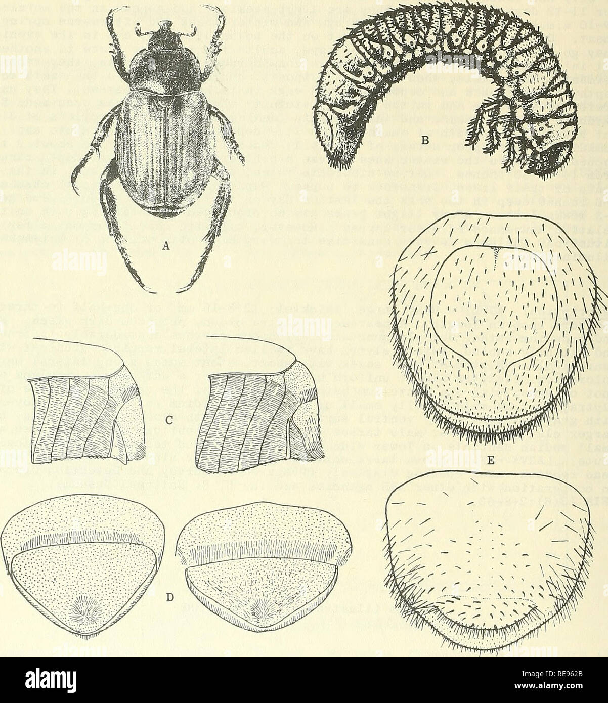 . Cooperative economic insect report. Beneficial insects; Insect pests. 100. Figures of Anisoplia austriaca Hbst.: A, adult male; B, larva; C, terminal abdominal segments of adult (male left, female right); D, pygidium (male left, female right); E, terminal segment of larva, dorsal view above and ventral below.. Please note that these images are extracted from scanned page images that may have been digitally enhanced for readability - coloration and appearance of these illustrations may not perfectly resemble the original work.. United States. Animal and Plant Health Service. Plant Protection  Stock Photo