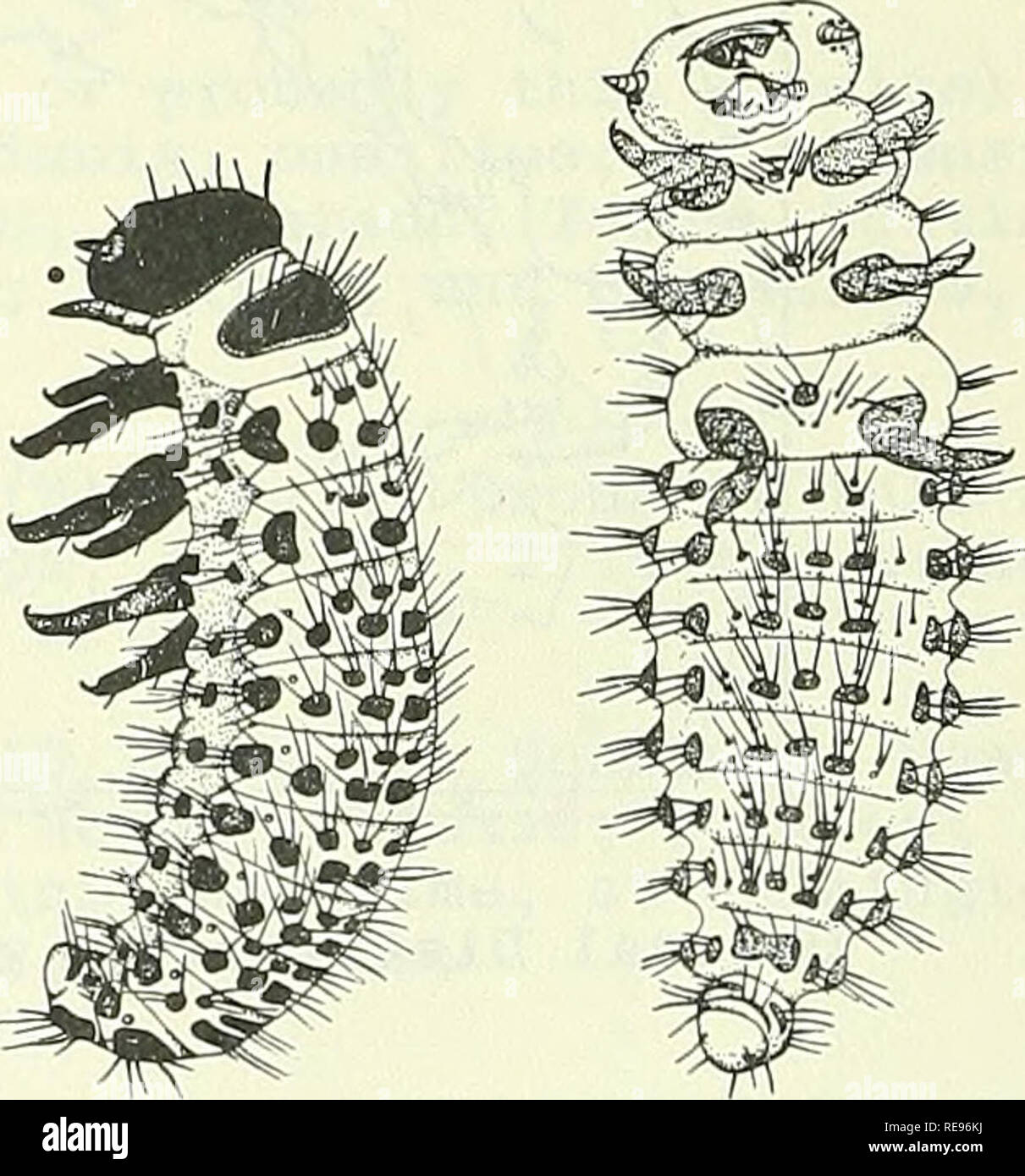 . Cooperative economic insect report. Beneficial insects; Insect pests. Adult of Phytodecta fornicatus Briiggem. Larva of Phytodecta fornicatus Briiggem. (Lateral and Ventral Views) Major references: 1. Knechtel, W. and Hrisafi, C. 1939. In VII Internatl. Kong. f. Entomologie, Verhand. Band 4:2533-2543. In Ger. 2. Statelov, N. 1936. Minist. Landw. Staatsdom Pub. No. 63, 44 pp., Sofia. In Bulg. 3. Vukasovic, P. 1937. Arch. Minist. Poloprivr, 4(7), (47 pp. in reprint). In Serbian. 4. Voukassovitch, H. and Voukassovitch, P. 1930. Rev. de Path. Veget. et d'Ent. Agr. 17(10):413-418. 5. Weise, J. 19 Stock Photo