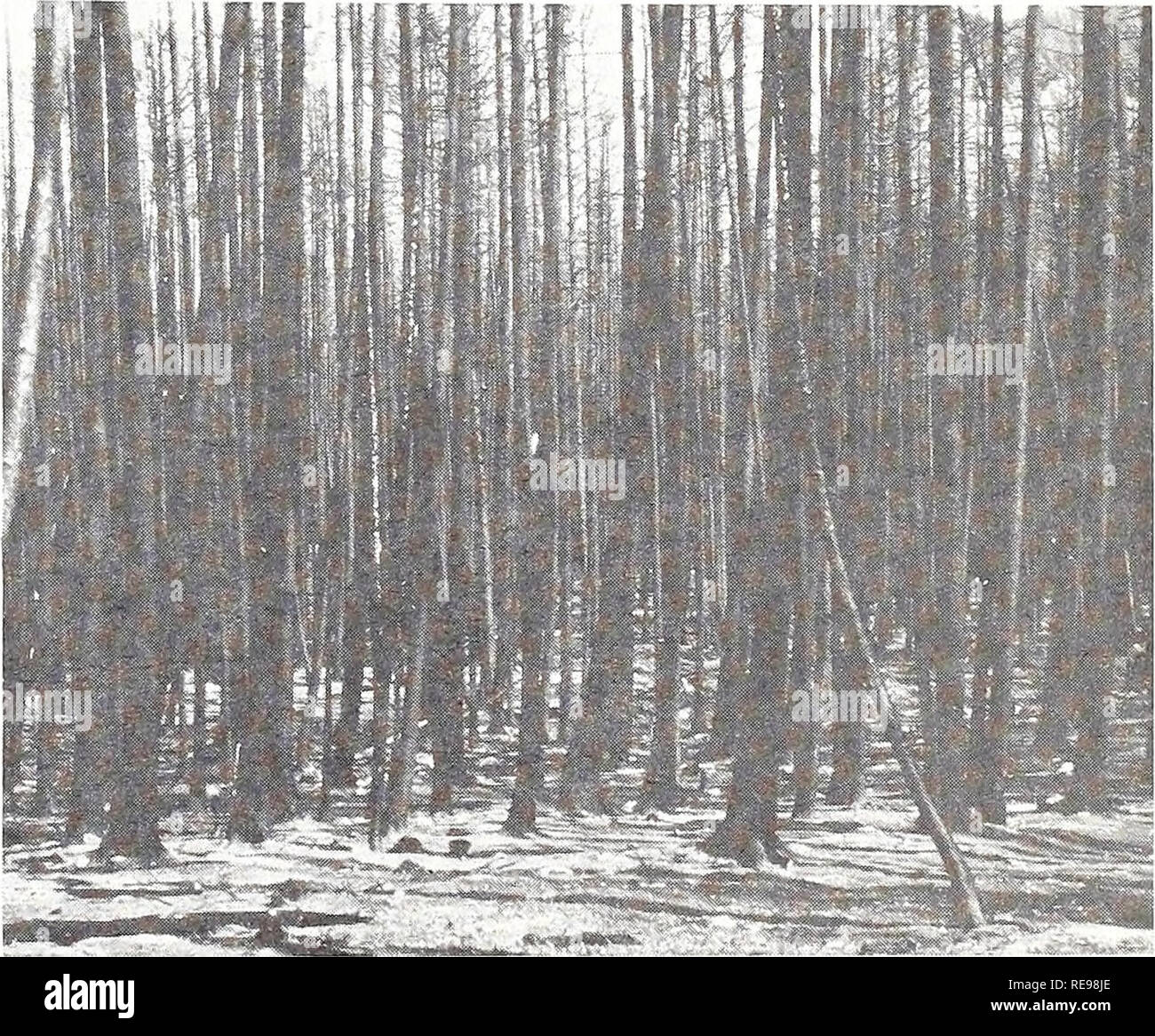 . Early postfire revegetation in a western Montana douglas-fir forest. Revegetation Montana; Reforestation Montana; Wildfires Montana; Douglas fir; Forests and forestry Montana. Table 1.—Comparison of precipitation data from Missoula Airport Station and Pattee Canyon climatological station (source: National Weather Service Climatological Data) Precipitation amount 1976 1977 1978 Missoula Pattee Missoula Pattee Missoula Pattee Month Airport Canyon Airport Canyon Airport Canyon Inches (millimeters)- Jan. 0.90 1.03 0.66 0.80 1.15 1.46 (22.9) (26.2) (16.8) (20.3) (29.2) (37.1) Feb. 1.04 1.47 .18 . Stock Photo