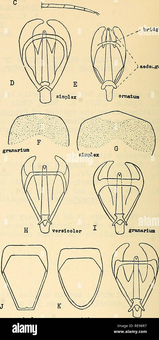 . Cooperative economic insect report. Beneficial insects; Insect pests. 3(2), Hind tarsi iith basal segment as long or longer than second.,TROGODERIM. Berthold U Hind tarsi TCLth basal segment much shorter than second (C).....ATTAGENUS Latroille U(3). Greatest -width of male genitalia more than 2/3 the length of aedeagus (D).... $ Greatest -width of male genitalia less than 2/3 the length of aedeagus (E) 8 5(1*). Tergite of first periphallic segment almost straight at middle of distal margin(F)..6 Tergite of first periphallic segment forming an angle at middle of distal margin (G) simplex Jay Stock Photo