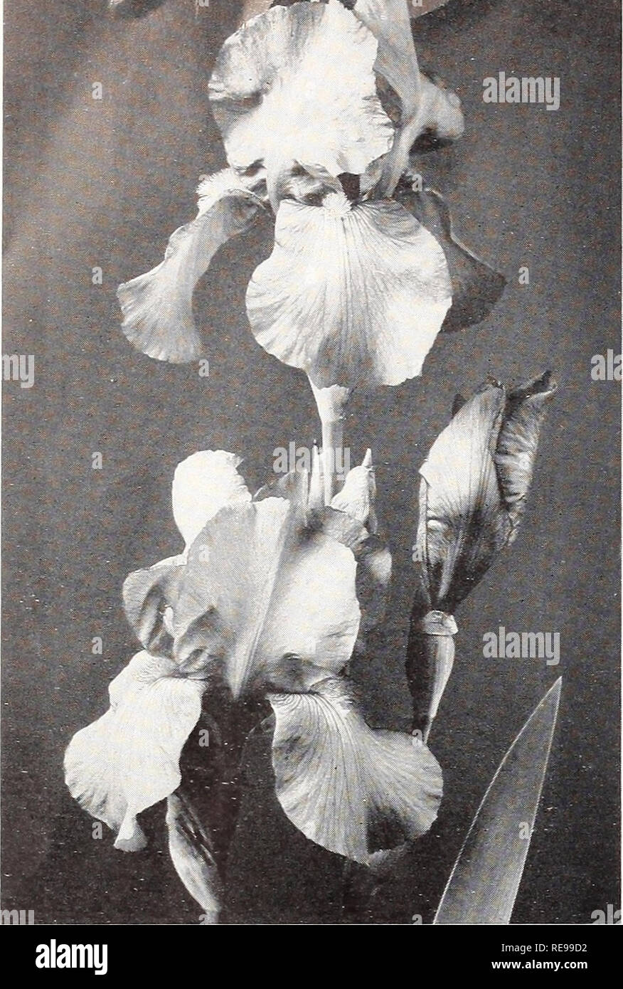 . Cooley's Gardens : Silverton Oregon 1935. Nurseries (Horticulture) Catalogs; Irises (Plants) Catalogs. JEAN CAYEUX JEAN CAYEUX Certainly one of the most beautiful irises we have ever flowered in our gardens. Likewise, it is one of the most unusual in color—a soft, smooth, light buff, described by some as &quot;coffee colored&quot; and by others as Havana-brown. The form is perfect, as the accom- panying illustration shows, and the size is larger than average. It is splendidly branched, over three feet tall, and flowers over a long season. Jean Cayeux has been awarded a Certificate of Merit b Stock Photo