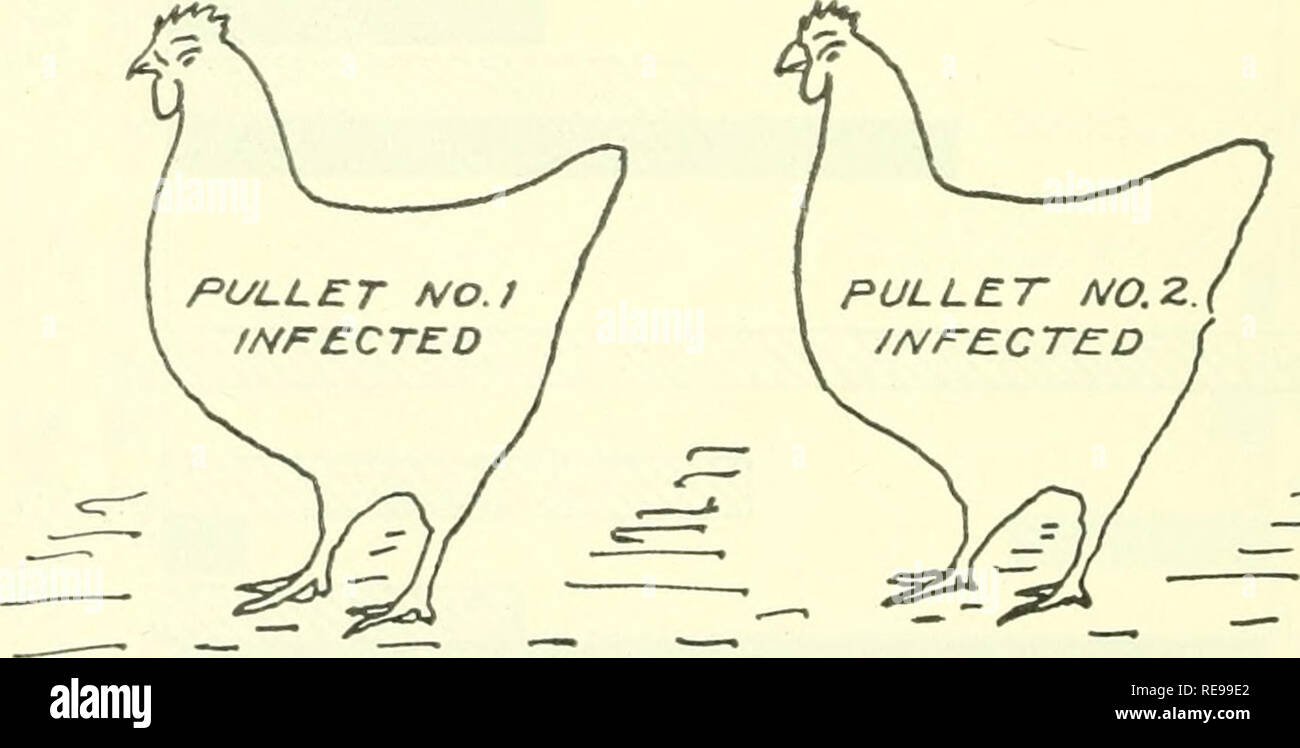 . Control series bulletin. Feeds -- Analysis Periodicals; Fertilizers -- Analysis Periodicals. PULLLT NO.Z NON-INFECTED / -^ o -^ Pullet No. 1 was infected during chickhood, and has become a carrier of the dis- ease. It has laid an infective egg on the floor, and this egg was eaten by non-infected pullet No. 2.. Two months later both pullets were detected as carriers of pullorum disease by tihe agglutination test. Early pullet testing will permit elimination of birds such as pullet No. 1 and prevent spread of the disease by means of their eggs.. Please note that these images are extracted from Stock Photo