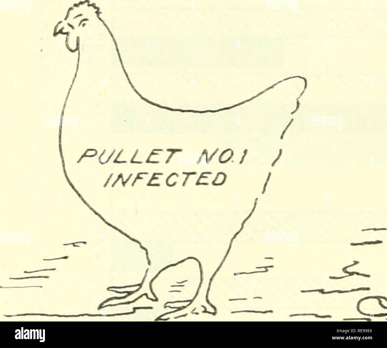 Pullorum hi-res stock photography and images - Alamy