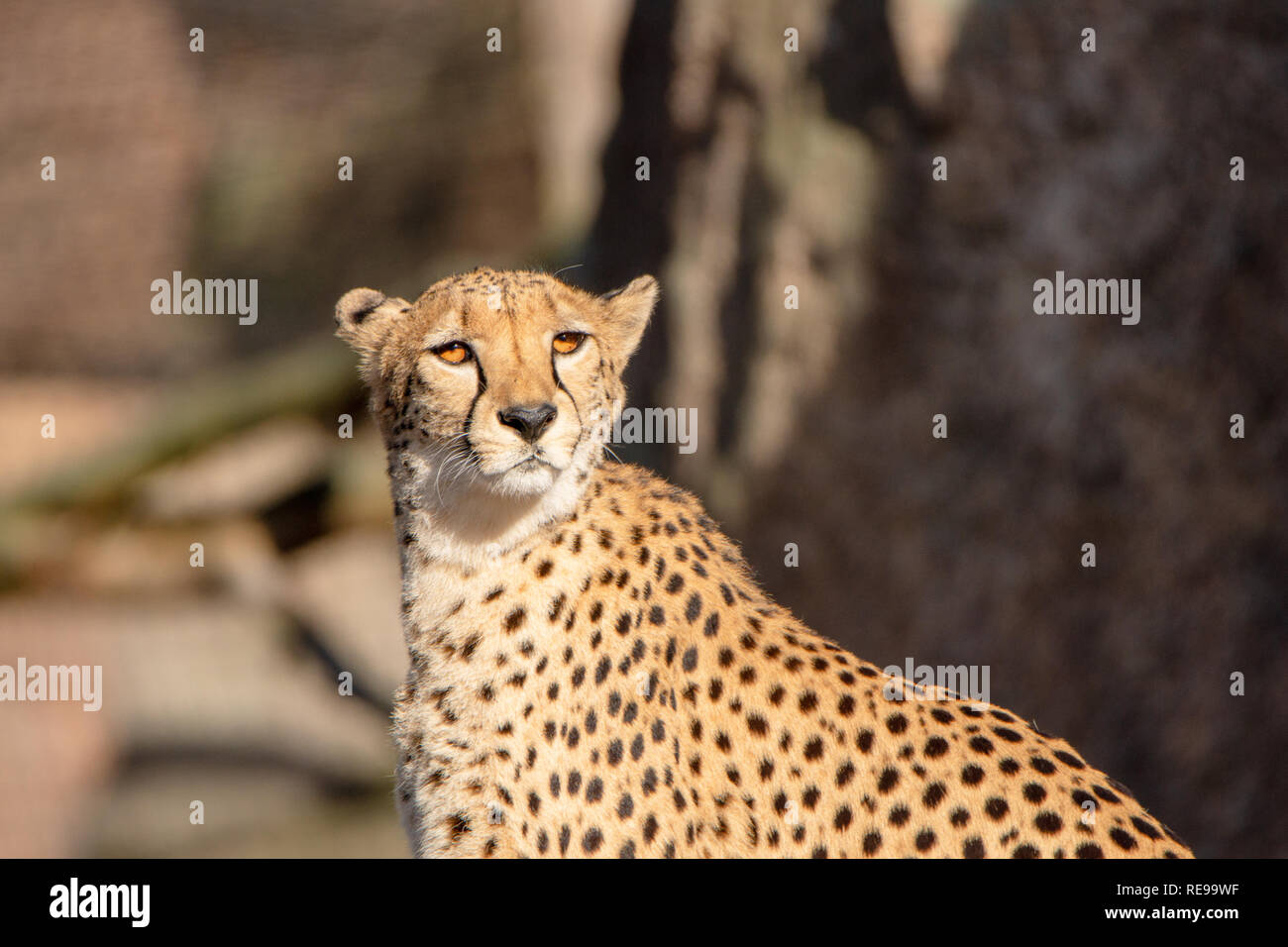 Cheetah in the wild nature Stock Photo