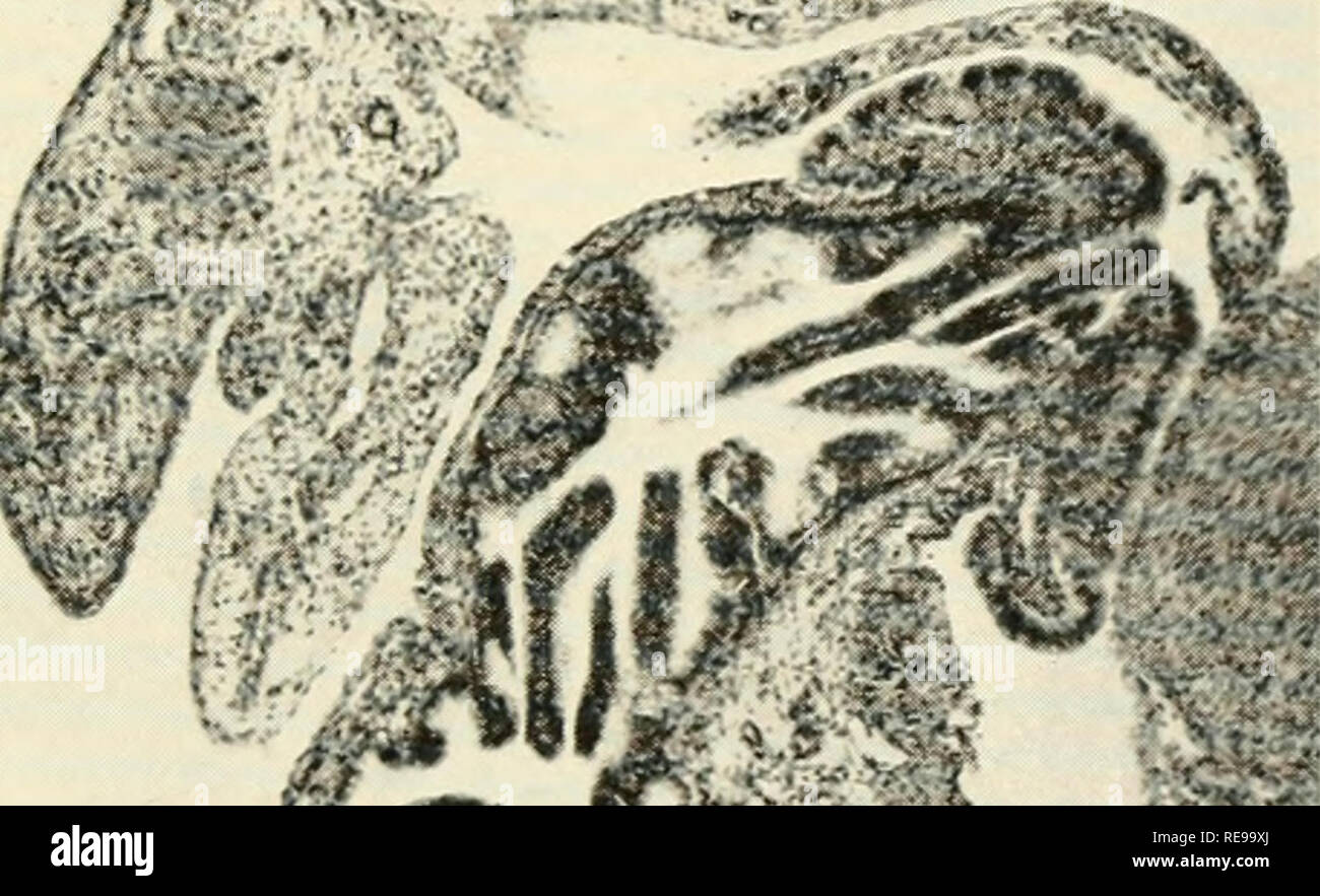 . Control of ovulation; proceedings of the conference held at Endicott House, Dedham, Massachusetts, 1960. Ovulation -- Regulation. Fig. 1. Whole ovary, in bursa, showing multiple corpora lutea of ovulation, residual large follicles, some with luteinized walls enclosing their ova. A few ova, still surrounded by granulosa cells, may be seen free in the bursa or within a distended loop of oviduct, x 27. ^3^^ .•:&gt;*-*i. .. ^^-'X «^^. Please note that these images are extracted from scanned page images that may have been digitally enhanced for readability - coloration and appearance of these il Stock Photo