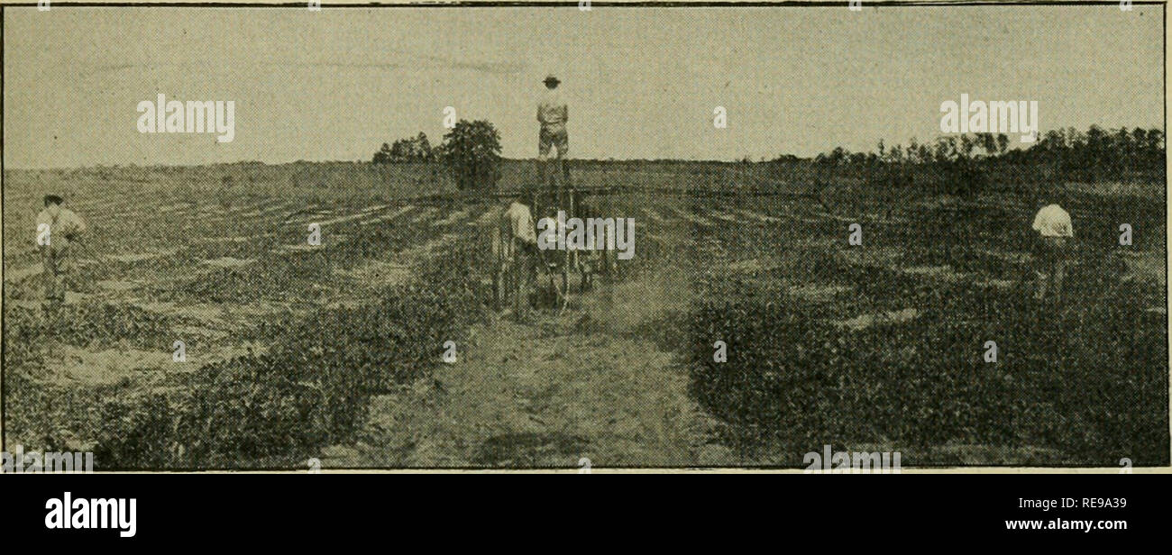 . Control of watermelon anthracnose by spraying. Control of Watermelon Anthracnose by Spraying. 7 COST OF SPRAYING. In 1919 the cost of spraying an acre of melon vines once was about 95 cents. This includes the cost of labor and materials, but does not take into account the depreciation of the machinery. PREPARATION OF BORDEAUX MIXTURE. In order that spraying may be accomplished in an effective and economical waj^ it is necessary that the application be made quickly as well as thoroughly-. Consequently, it is well worth while to pre- pare for mixing the solution in advance of the day on which  Stock Photo