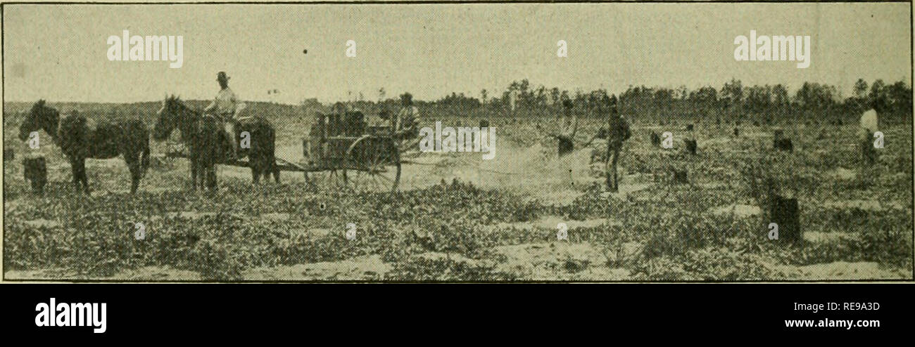 . Control of watermelon anthracnose by spraying. 6 Department Circular 90, U. S. Department of Agriculture. APPARATUS, SPRAYING MATERIALS, AND LABOR REQUIRED. The following outline has been prepared for the purpose of assist- ing the grower in the purchase of apparatus and supplies and in planning his work: (1) Gasoline-power spray pump, able to deliver the spray mixture to sis nozzles at 150 pounds pressure or more. The pump should be lined with brass or porcelain. (2) Three leads of §-inch hose, one 15 to 20 feet long behind the machine and the others each 30 feet long, extending one on each Stock Photo