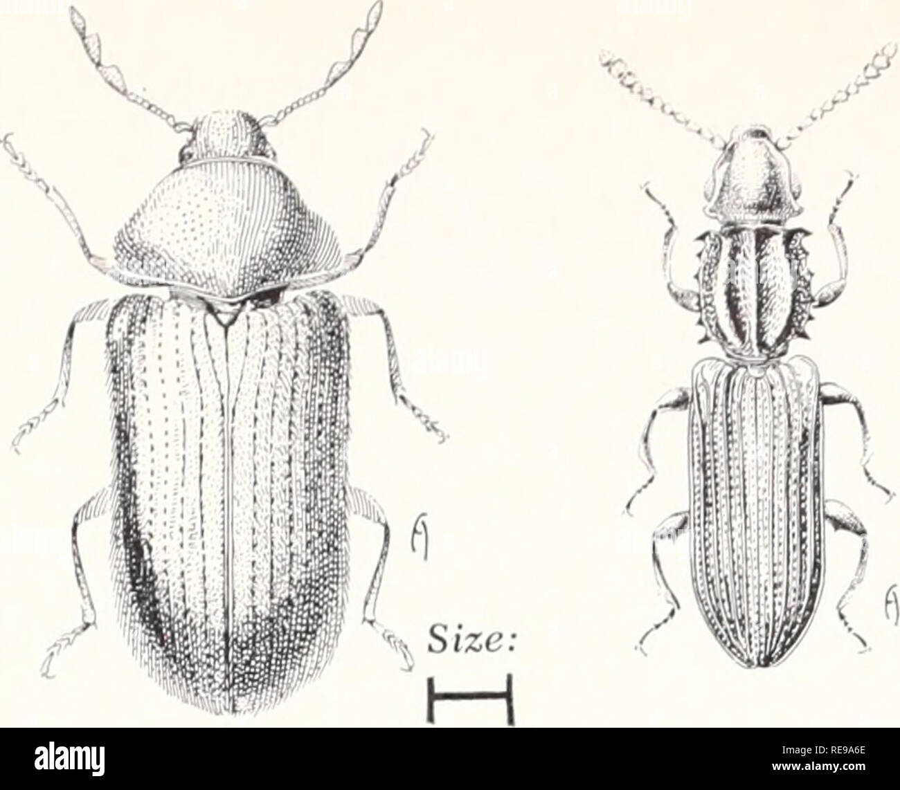 . Control of household insects and related pests. Household pests; Insect pests. Size: H Drugstore Beetle, Stegobium paniceum (Linn.) Saw-toothed Grain Beetle, Oryzaephilus surinamensis (Linn.) which can be grouped as pantry beetles. Control will differ according to their feeding habits—whether they are general feeders or restricted feeders. Restricted feeders, such as the bean weevil, Acanthoscelides obtectus (Say), the granary weevil, Sitophilus granarius (Linn.), and the rice weevil, Sitophilus oryzae (Linn.), feed primarily on seeds. Eggs are laid on the seeds, the larvae bore inside to co Stock Photo