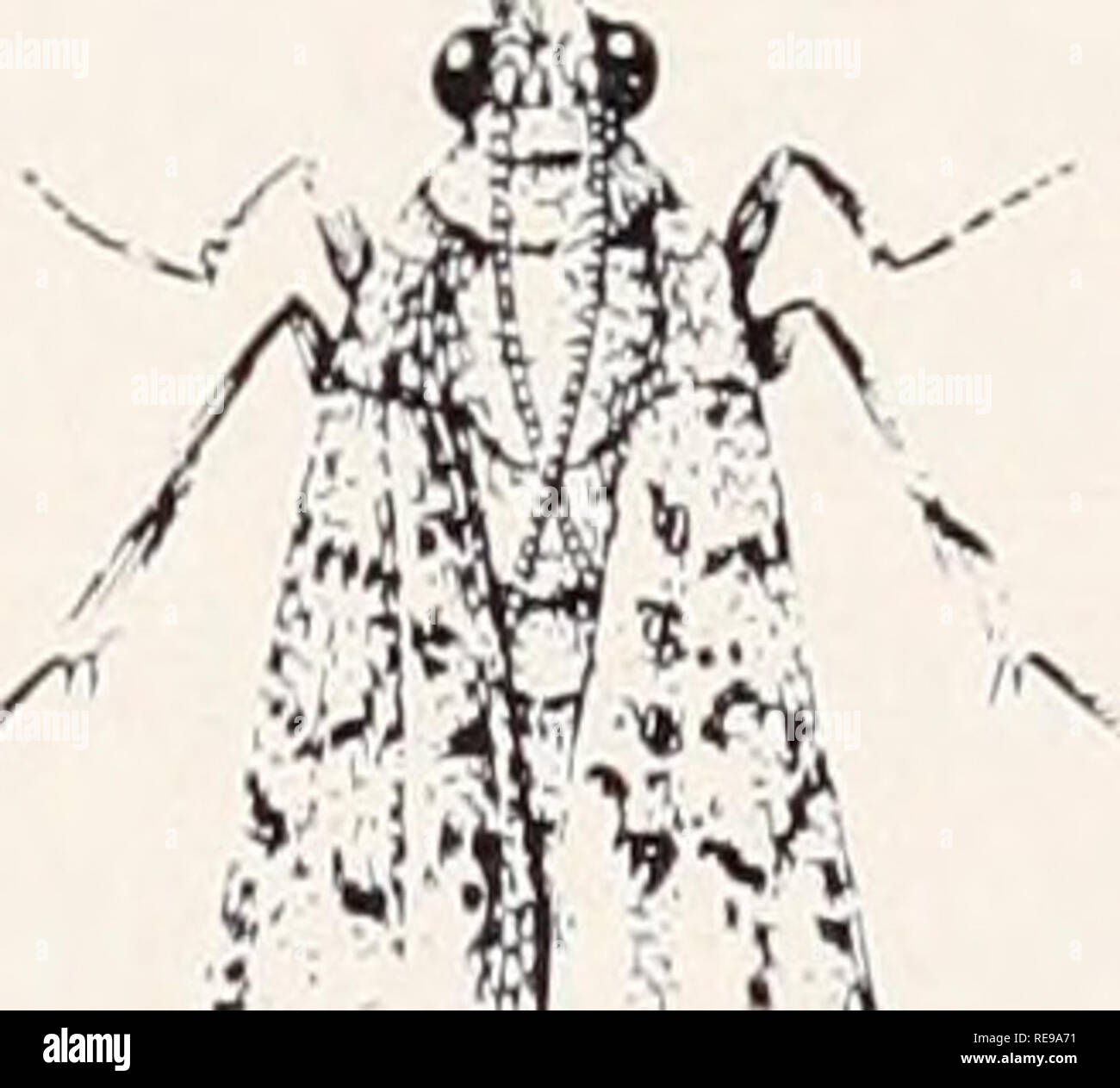 Pantry Beetle Larvae