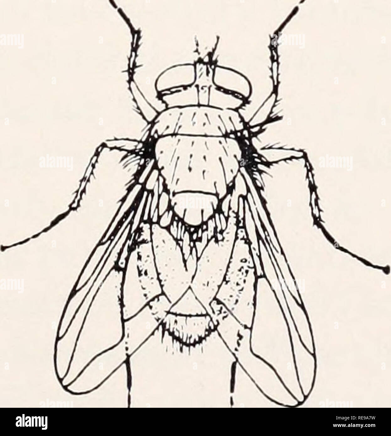 Control of household insects and related pests. Household pests; Insect  pests. Common Housefly, Musca domestica Linn. Common size, adult: Stable Fly,  Stomoxys calcitrans (Linn.) Common size, adult:. I Black Blowfly, Phormia