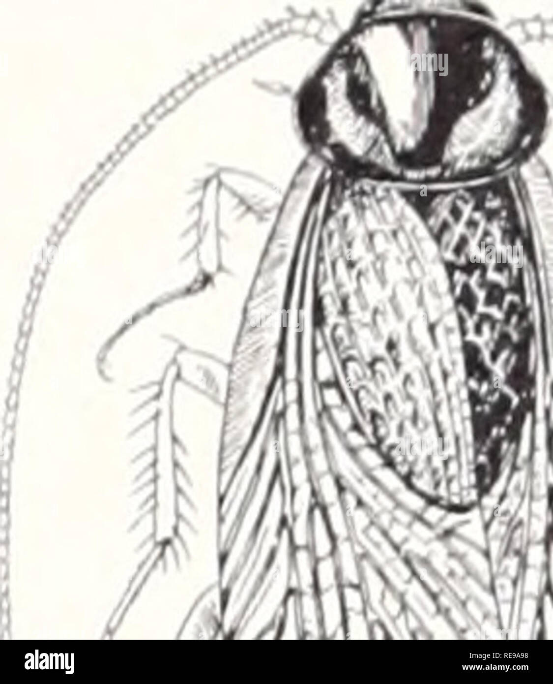American cockroach hi-res stock photography and images - Page 9 - Alamy, image size:1125x1390