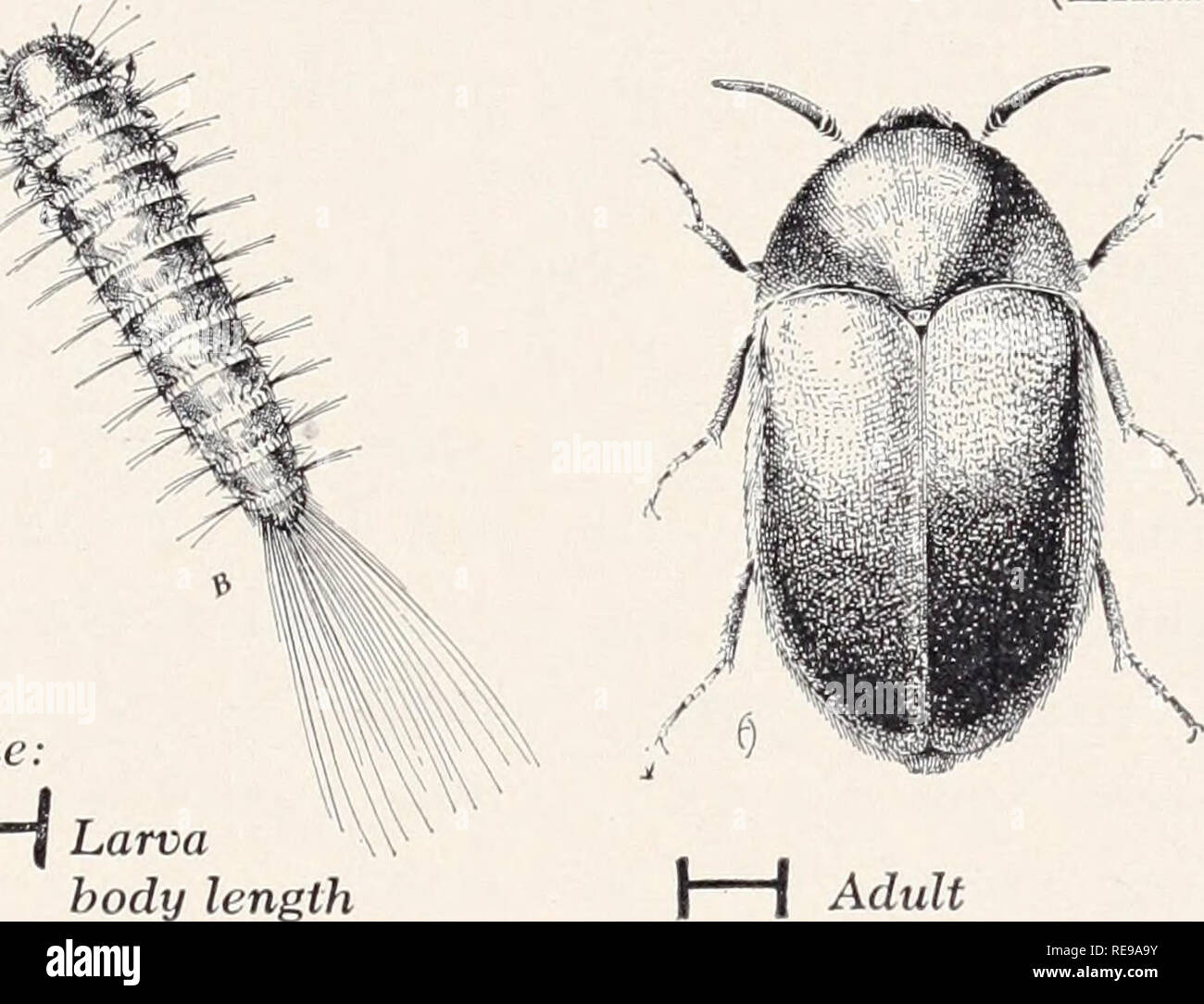 . Control of household insects and related pests. Household pests; Insect pests. Larva Varied Carpet H Adult Beetle, Anthrenus verbasci (Linn.). Size: I I Larva body length Black Carpet Beetl Adult e, Attagenus piceus (Oliv.) All damage is done by the larvae. Lar- vae of the varied carpet beetle, Anthrenus verbasci Linn., and the bird-nest carpet beetle, Anthrenus lepidus Lee, are short, robust, and stubby, and have the hairs arranged in a neat pattern. Larvae of the black carpet beetle, Attagenus piceus Oliv., are elongate, reddish brown above, pale beneath, and have a tuft of very long hairs Stock Photo